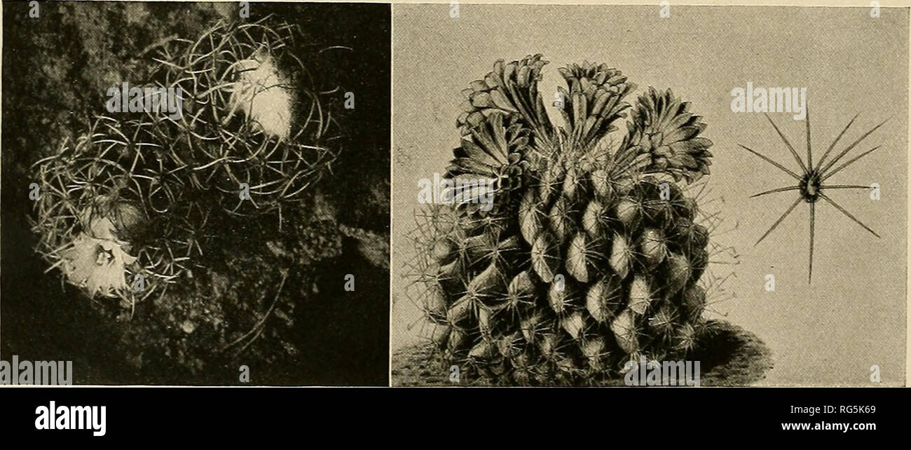 . The Cactaceae : descriptions and illustrations of plants of the cactus family. 14 The cactaceae. 3. NEOLLOYDIA Britton and Rose, Bull. Torr. Club 49: 251. 1922. Small, more or less cespitose cacti, fibrous-rooted, cj^lindric, densely spin}', tubercled; tubercles more or less arranged on spiraled ribs, grooved above; radial spines numerous, widely spreading; central spines one to several, much stouter and longer than radials; flowers large, pink or purple, subcentral from axils of nascent tubercles, their segments widely spreading; fruit compressed- globose, dull-colored, thin-walled, becomin Stock Photo