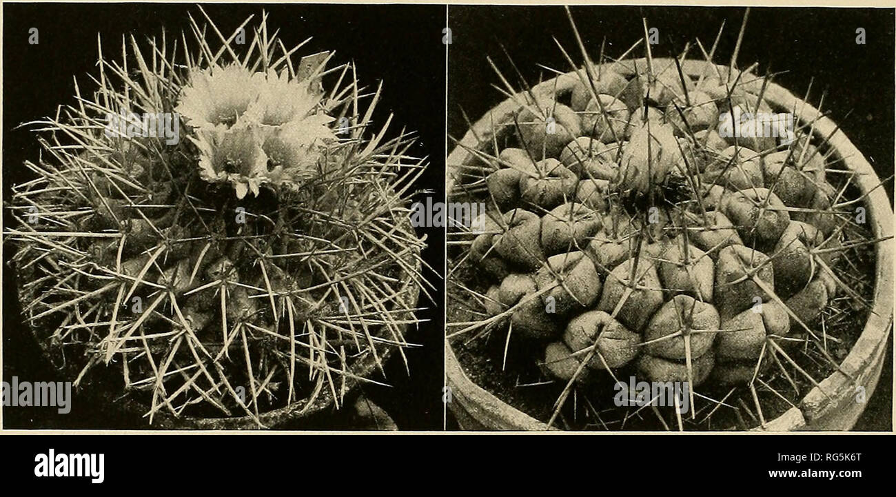 . The Cactaceae : descriptions and illustrations of plants of the cactus family. lO THE CACTACEAE. 8. Thelocactus fossulatus (Scheidweiler). Echinocactus fossulatus Scheidweiler, AUg. Gartenz. 9: 49. 1841. Echinocacliis hexaedrophorus subcostatus Salm-Dyck, Cact. Hort. Dyck. 1849. 34. 1850. Echinocactus hexaedrophorus fossulatus Salm-Dyck in Labouret, Monogr. Cact. 251. 1853. Globose to much depressed, 10 to 15 cm. in diameter; ribs usually 13, slightly glaucous, bronzed; tubercles large, somewhat flabby, more or less compressed, dorsally somewhat angled; flowering areoles narrow, sometimes ex Stock Photo