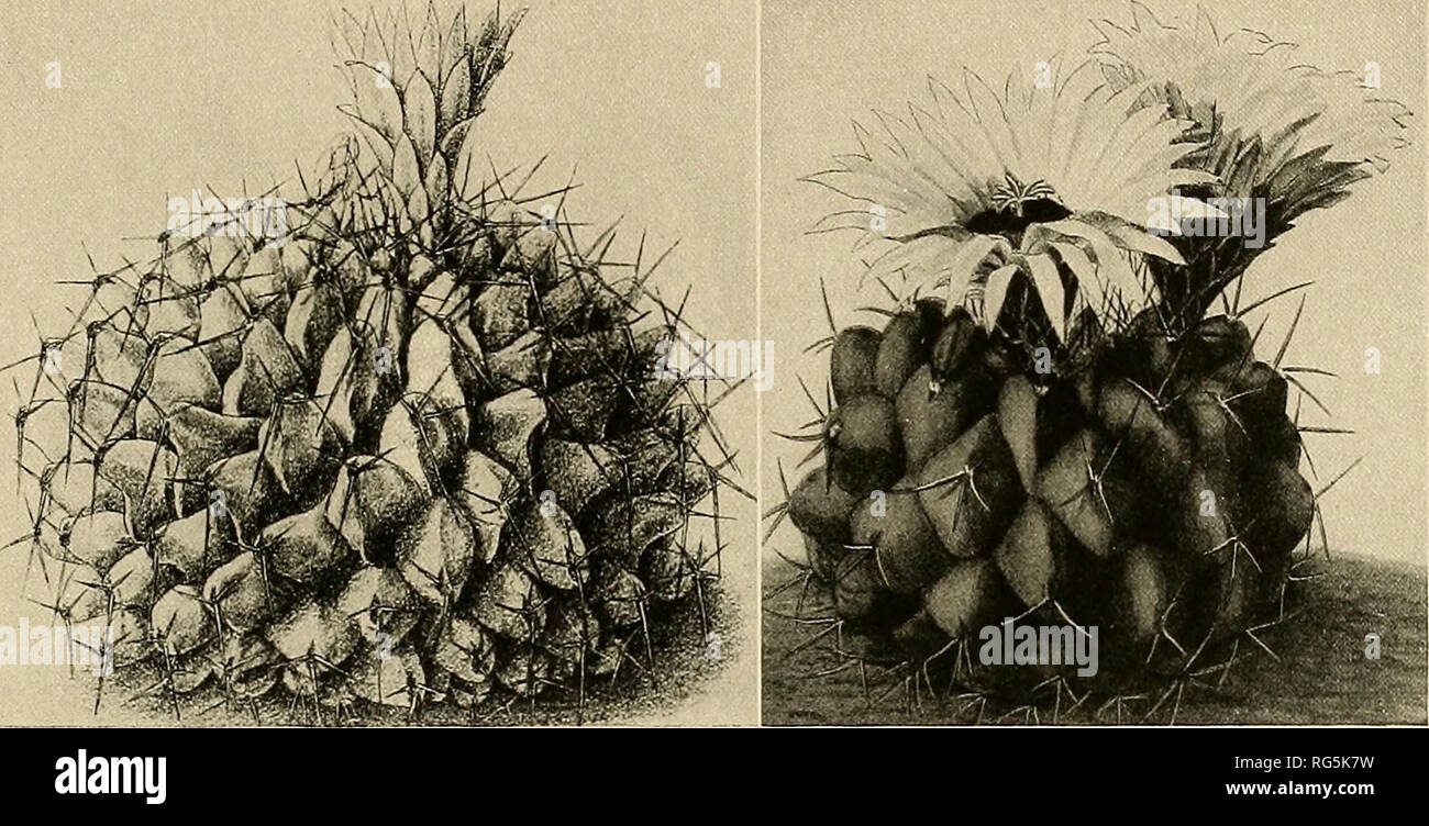 . The Cactaceae : descriptions and illustrations of plants of the cactus family. THELOCACTUS. 7 from northwestern Argentina, and Echinocactus insculptus, referred to below, although reported from Buenos Aires, is really of Mexican origin. Echinocactus insculptus Scheidweiler (Hort. Beige 4: 120. pi. 7. 1837) is referred here by Schumann, but the illustration indicates a very different plant. Echinocactus labouretianus, referred by Schumann (Gesamtb. Kakteen 438. 1898) to Cels's Catalogue, probably never described, is to be referred here. Illustrations: Cact. Journ. i: 181; Lemaire, Icon. Cact. Stock Photo