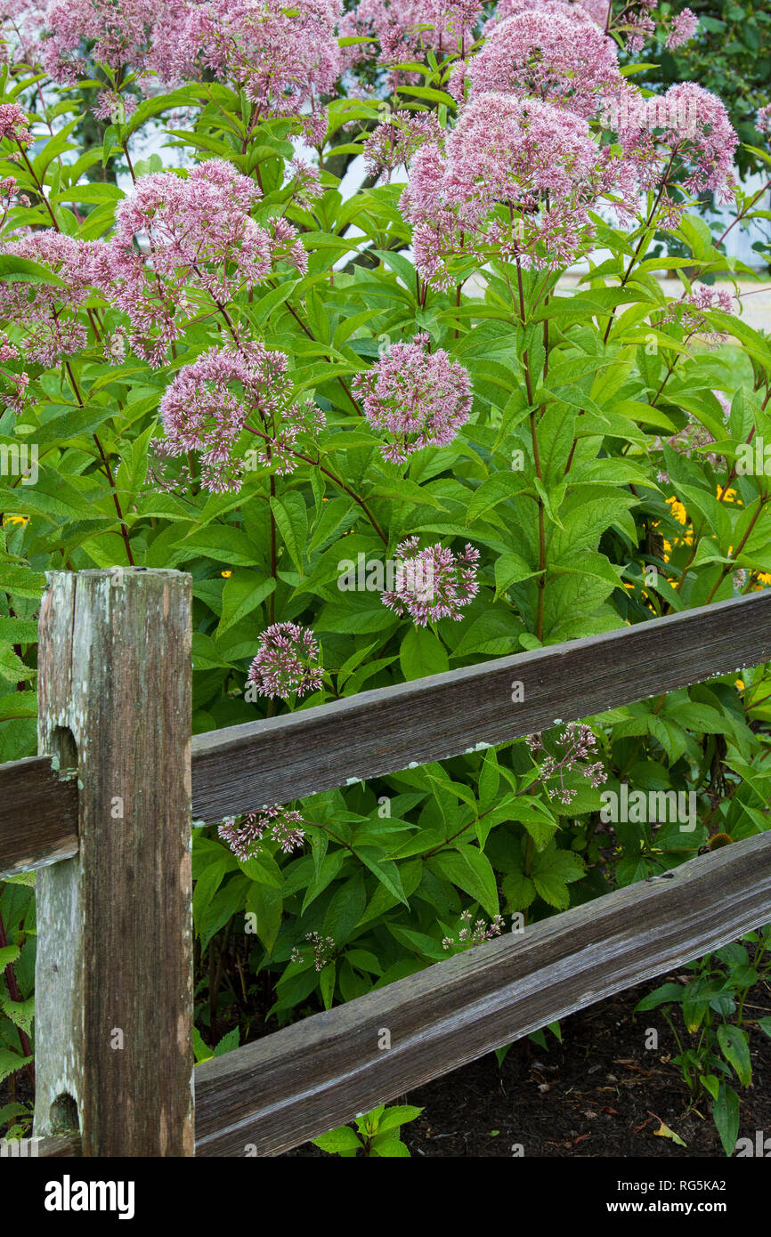 63821-23208 Joe Pye Weed (Eutrochium purpureum) along fence, Marion Co, IL Stock Photo