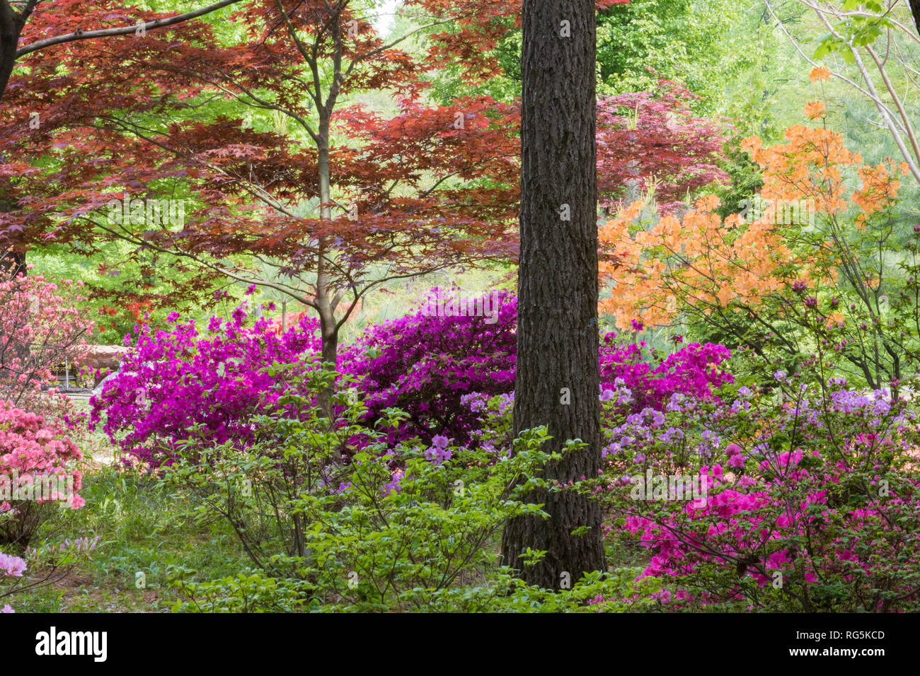 Japanese maples hi-res stock photography and images - Alamy