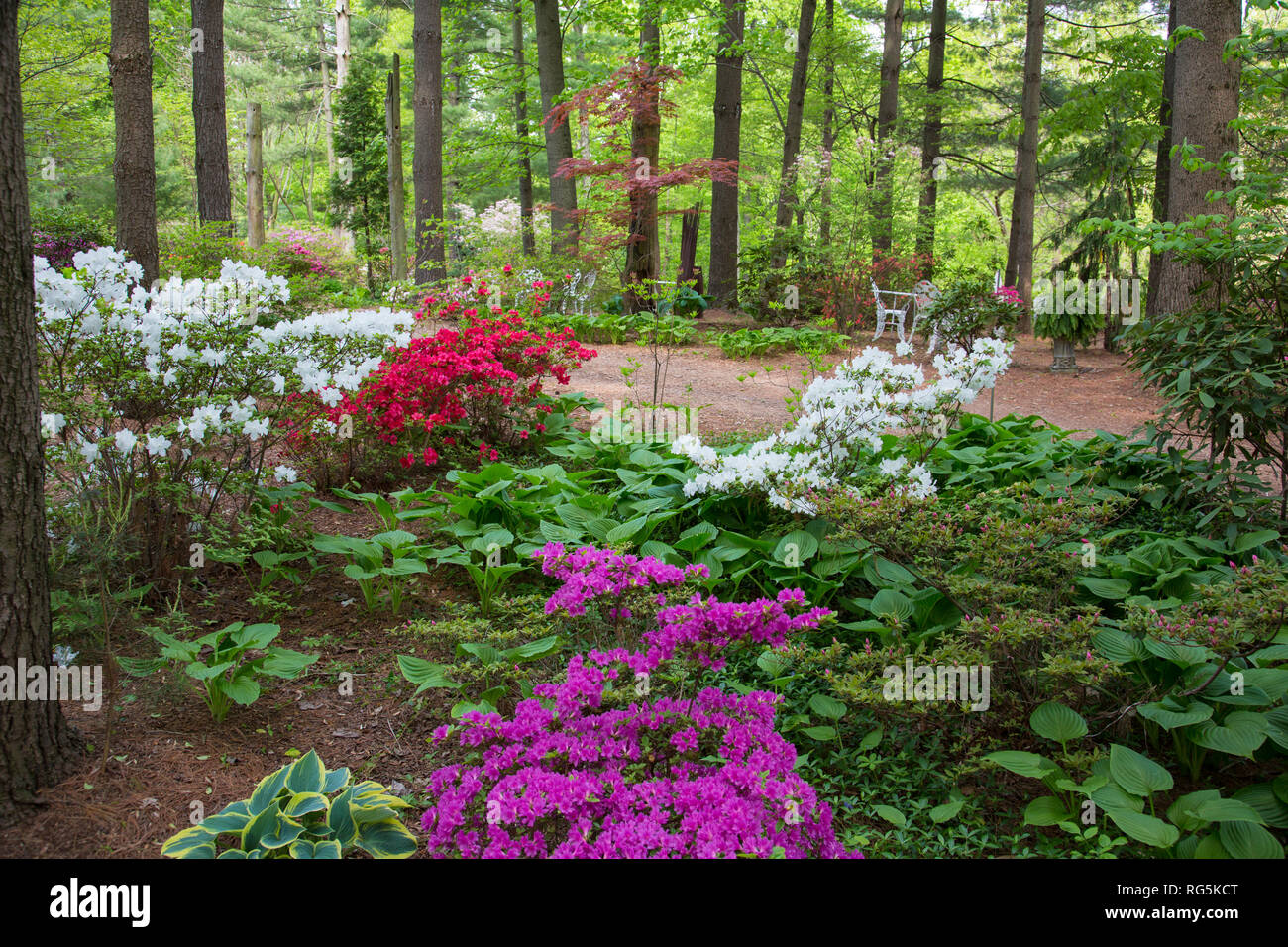 63921-00413 Azaleas at Azalea Path Arboretum & Botanical Gardens, Hazleton, IN Stock Photo