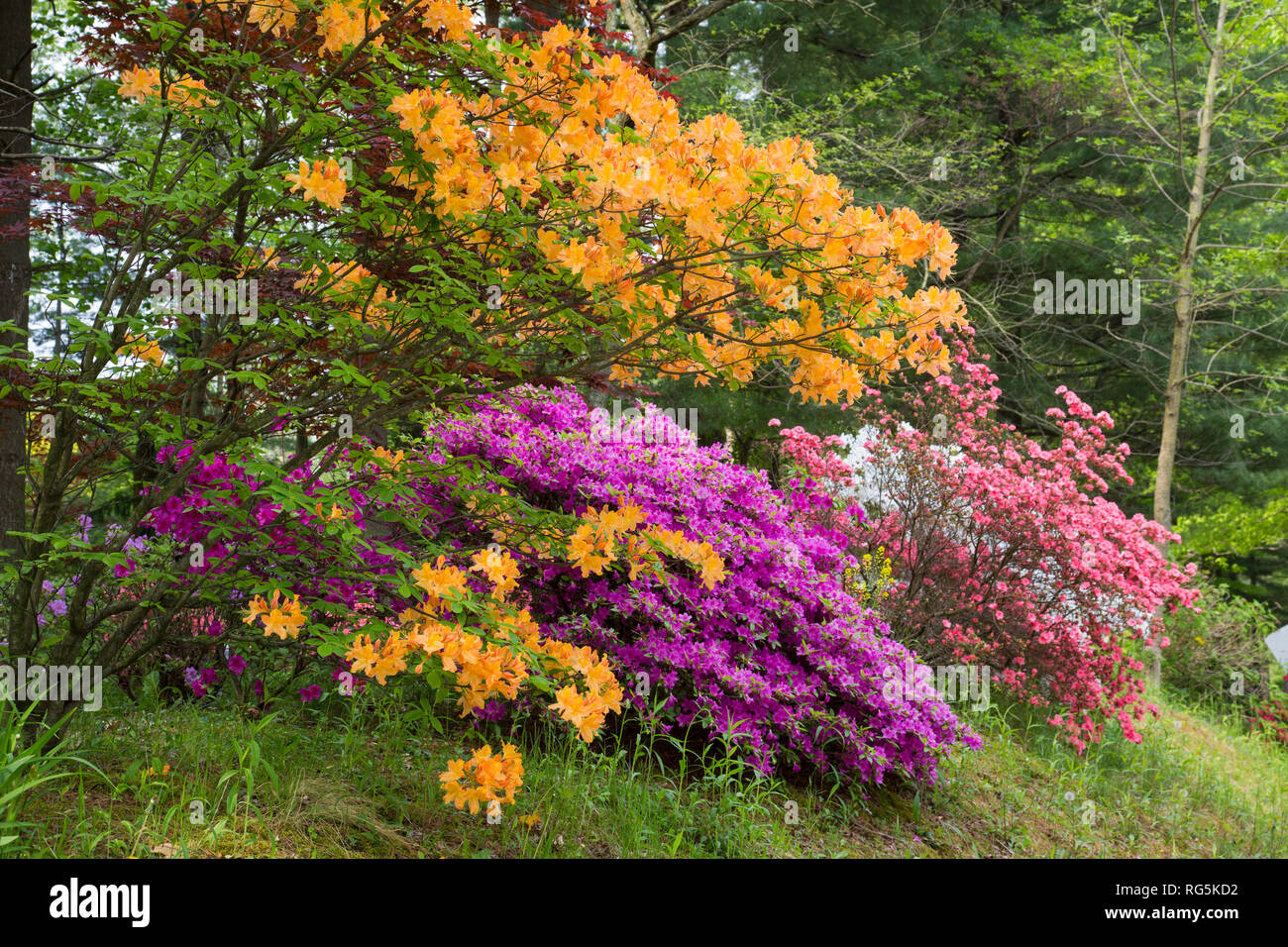 6392100419 Azaleas at Azalea Path Arboretum & Botanical Gardens