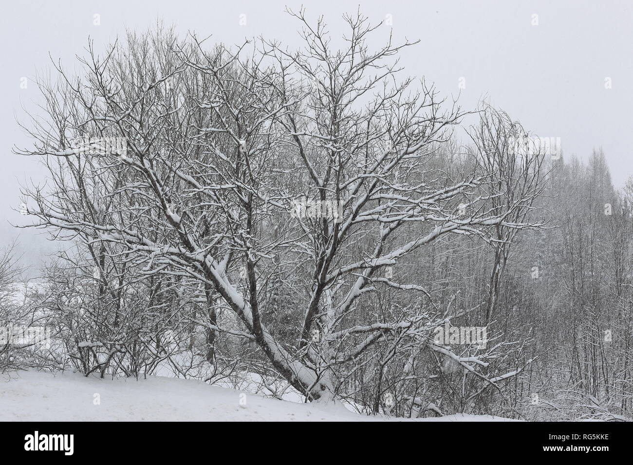 Tree covered fresh snow hi-res stock photography and images - Alamy