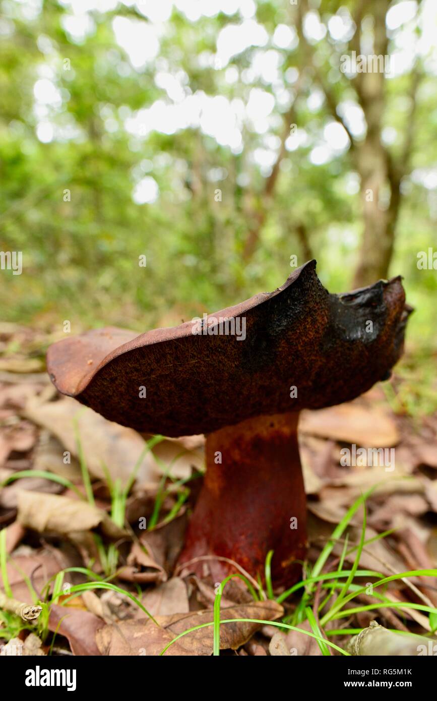 Campground Critters: Mushrooms in Fern Campground Critters: Mushrooms in Fern