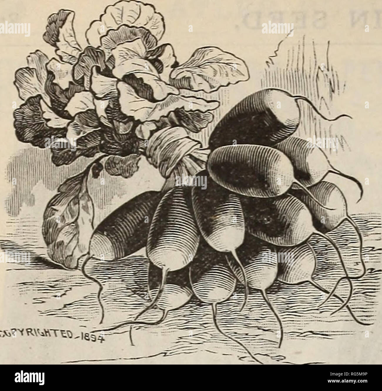 . Burpee's farm annual. Nursery stock Pennsylvania Philadelphia Catalogs; Flowers Catalogs; Vegetables Catalogs; Seeds Catalogs; W. Atlee Burpee Company; Nursery stock; Flowers; Vegetables; Seeds. RADISH SEED. Our prices are for Seed postpaid by mail; if ordered by ex- press, at expense of the purchaser, deduct 8 cts. per pound from prices quoted. Plant frequently for succession. NEW BRIGHT BREAKFAST RADISH. An Improved Type of the French Breakfast. Gardeners generally know what an improvement the Early Round Dark Red Radish is over the old Early Scarlet Turnip, also the Early Oval Dark Red ov Stock Photo