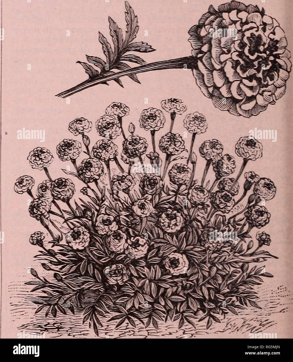 . Burpee's farm annual, 1887 : garden, farm, and flower seeds. Nursery stock Pennsylvania Philadelphia Catalogs; Flowers Catalogs; Vegetables Catalogs; Seeds Catalogs. BURPEE'S VESUVIUS POPPY. FRENCH DWARF PULCHRA MARIGOLD. NEW FRENCH MARIGOLD— DWARF DOUBLE PULCHRA. A charming variety, bearing a great profusion of small double flowers, groimd color of a rich golden yellow, but each petal has a distinct blotch of reddish-brown, giving a most pleasing effect to the flower. The plants are of cir- cular form, and only twelve inches in height, while the foliage is unusually dark green in color, fro Stock Photo