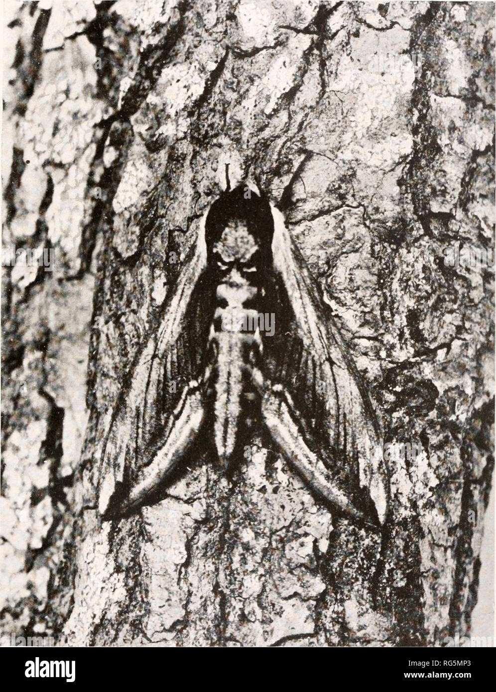 . Butterflies and moths at home : sixty photographs from nature. Butterflies; Moths. 37. The Life-Histoky of a Pkivet Hawk Moth. Plate 4 {Sphinx ligustri) At rest on trunk of oak.. Please note that these images are extracted from scanned page images that may have been digitally enhanced for readability - coloration and appearance of these illustrations may not perfectly resemble the original work.. Forrester, Alexander, d. 1787. London : Gowans &amp; Gray Stock Photo
