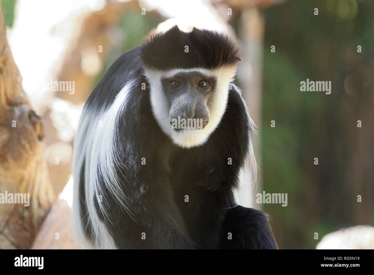 Black-Handed Gibbon (Hylobates agilis) in tree Stock Photo