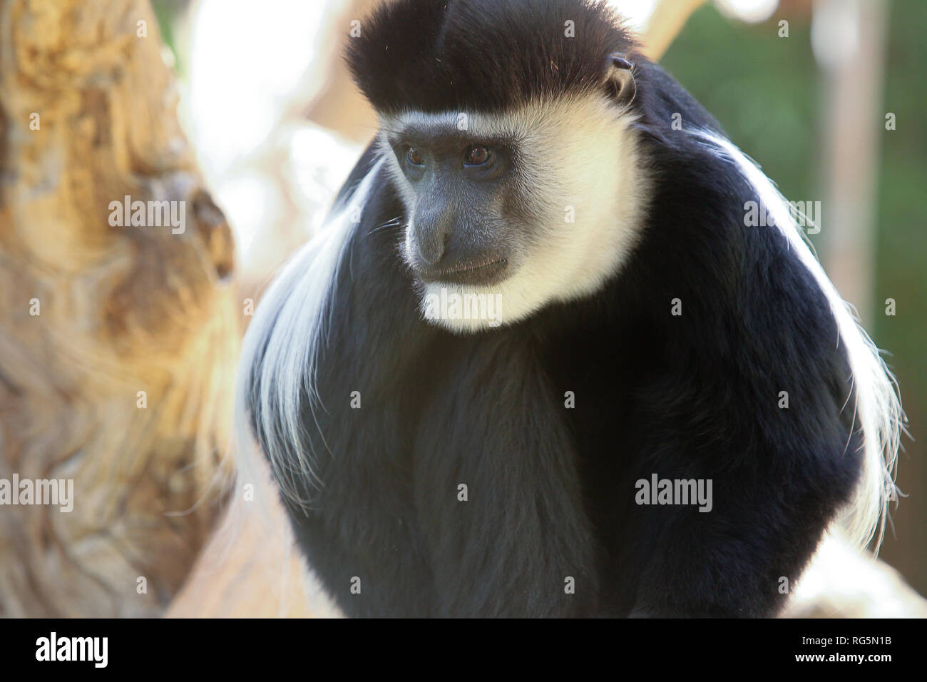 Black-Handed Gibbon (Hylobates agilis) in tree Stock Photo