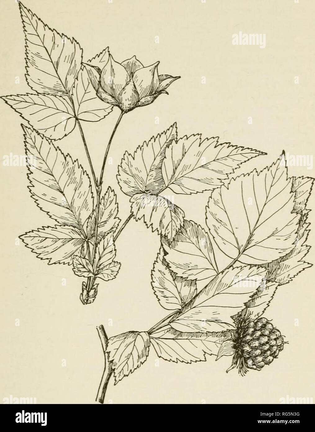 . Bush-fruits; a horticultural monograph of raspberries, blackberries, dewberries, currants, gooseberries, and other shrub-like fruits. Berries. BOSE-LEA VED BA SPBEBB F 323. Fig. 60. Rubtts spectabilis (X%). visible soft glandular hairs or dots; flowers 1-3 in terminal clusters, double in the cultivated form, white, rose-like, 1-2 inches (25-50 mm.) broad, borne in succession; fruit of the wild form red or yellow, about an inch in diameter, made up of many small carpels. Original distrihution.—Japan, China and the East Indies. For an account of B. roscefoUus in cultivation, the reader is refe Stock Photo