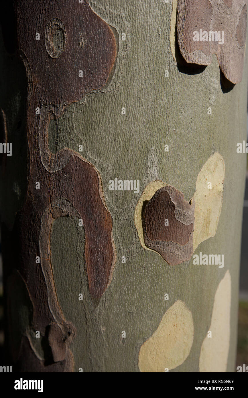 Spotted gum tree (Eucalyptus maculata / Corymbia maculata) trunk, Victoria, Australia Stock Photo