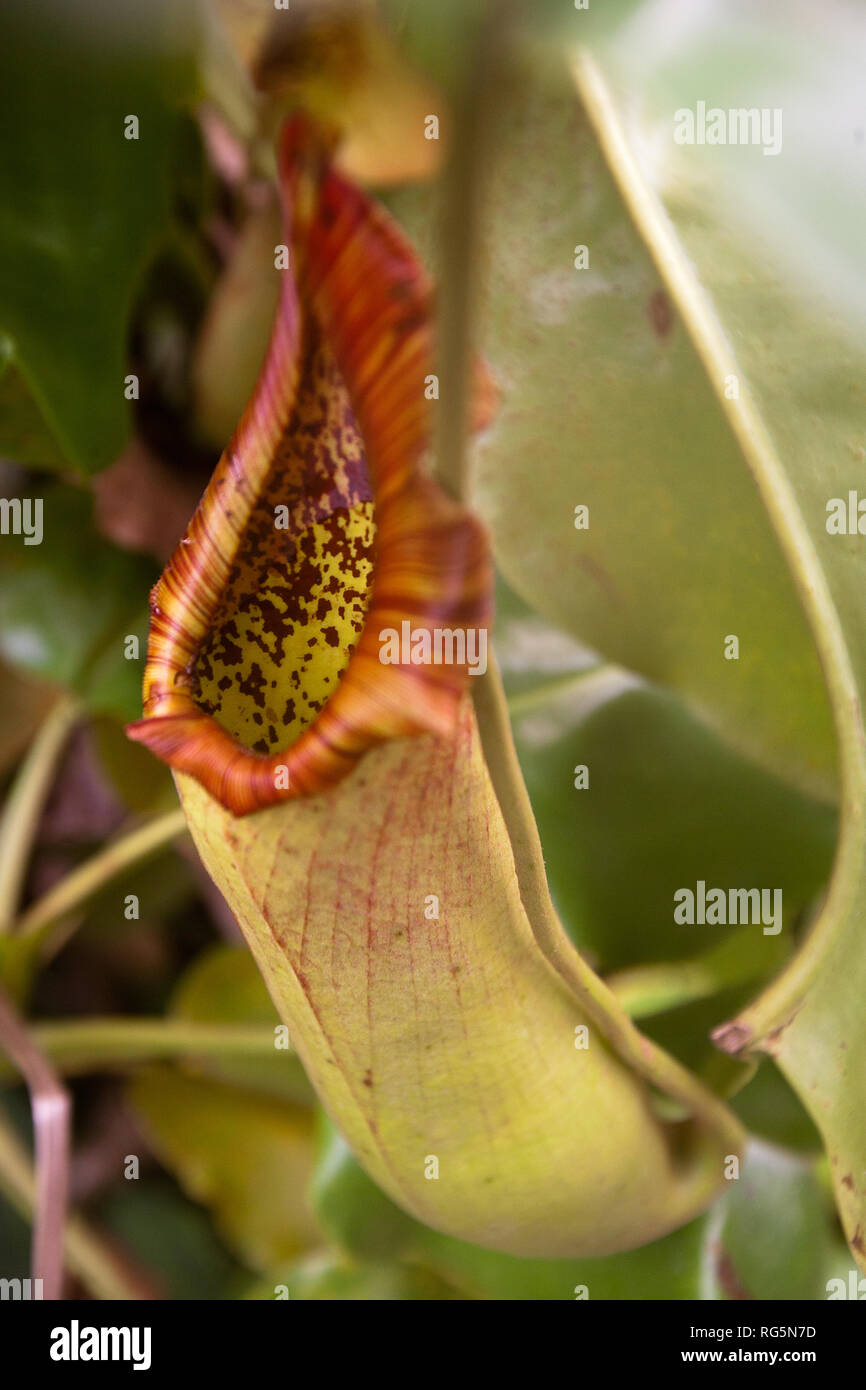 Trumpet pitcher plants hi-res stock photography and images - Alamy