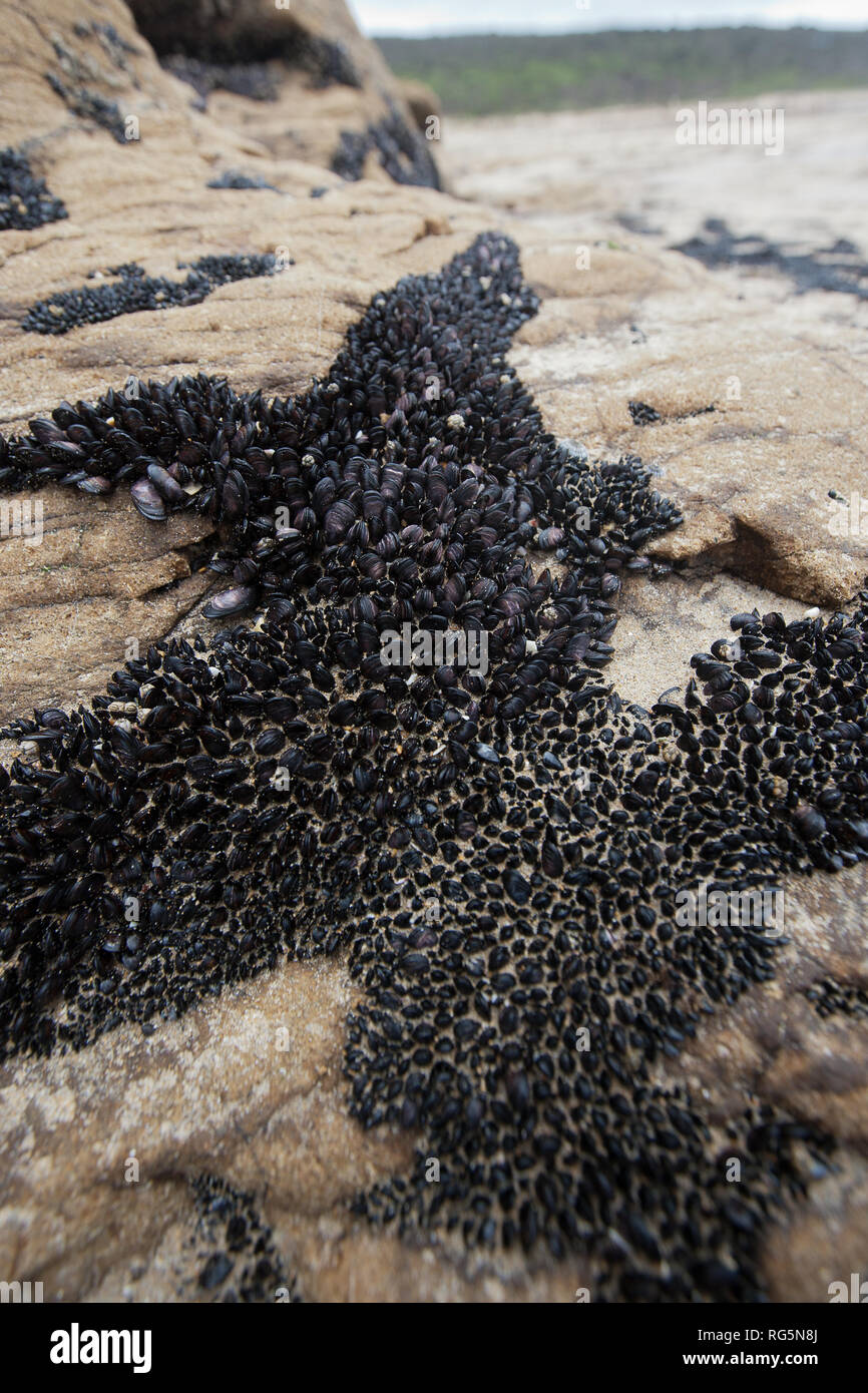 Mussel bed hires stock photography and images Alamy
