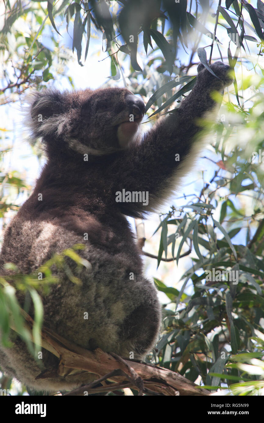 Koala sitting in tree hi-res stock photography and images - Alamy