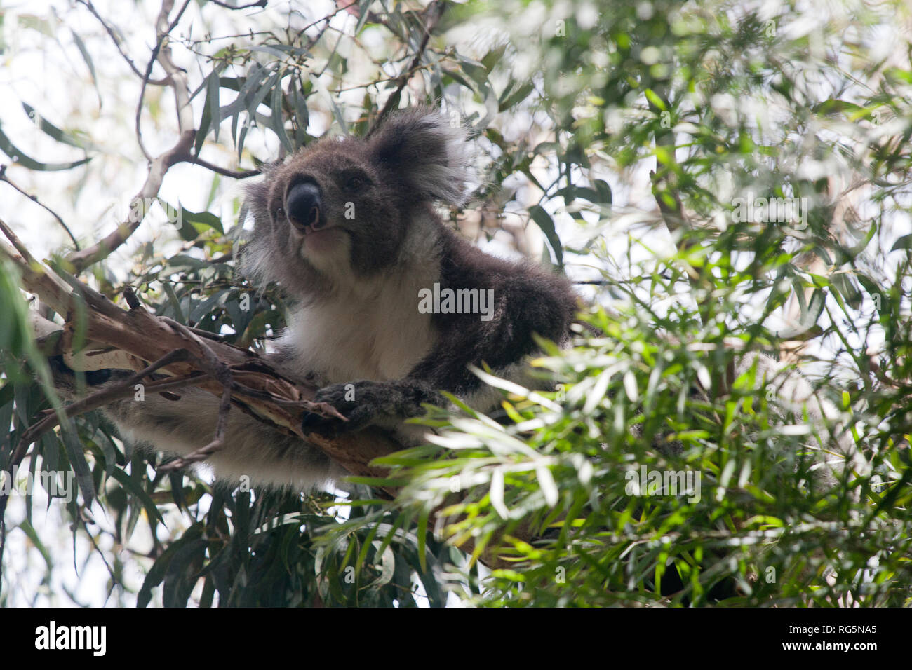 Koala (Phascularctos cinereus) resting in Eucalyptus tree Stock Photo
