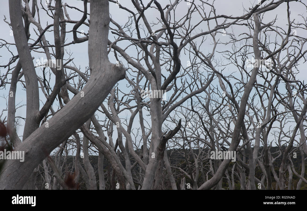 Defoliated dead eucalyptus trees Stock Photo Alamy