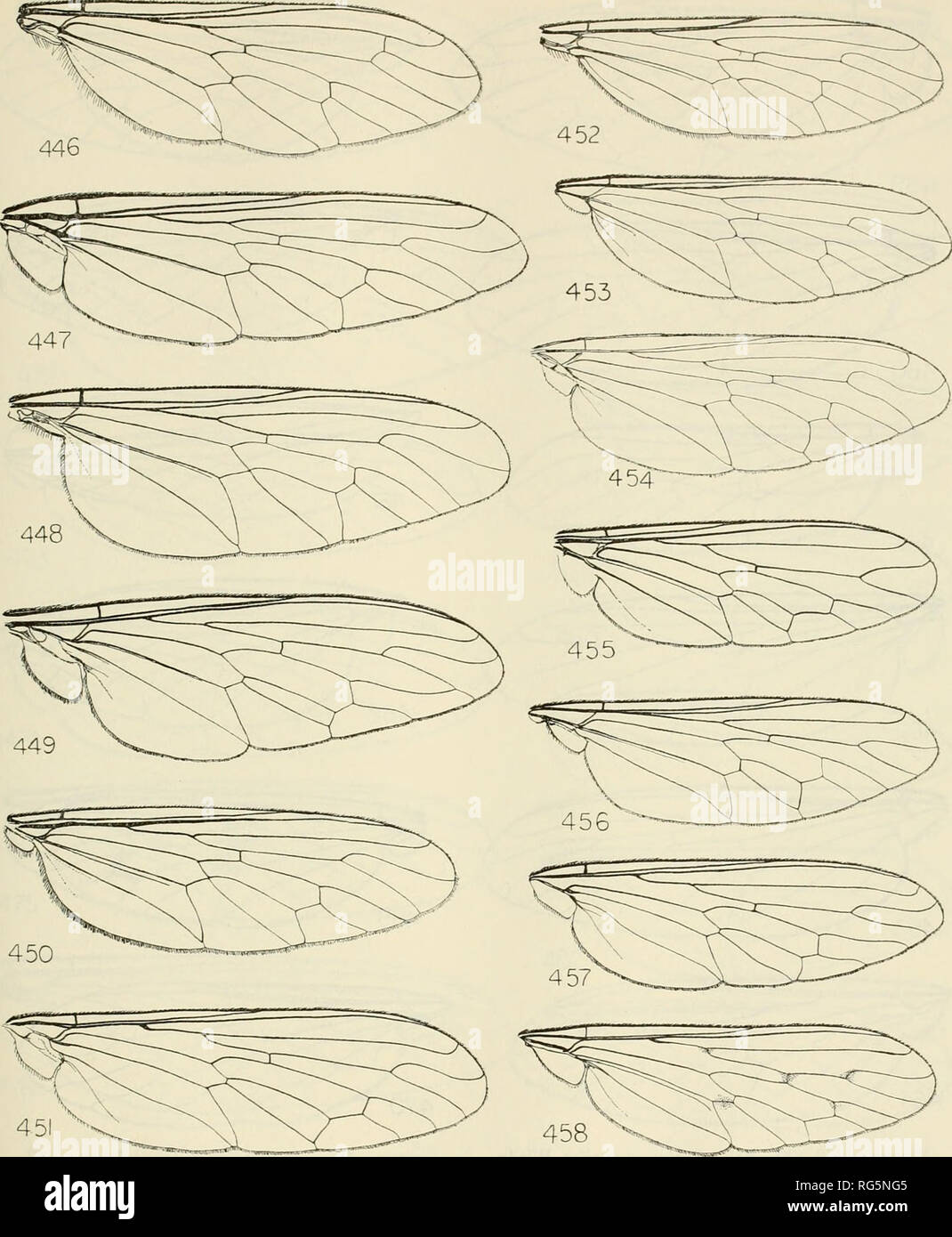 . Bulletin - United States National Museum. Science. ROBBER FLIES OF THE WORLD 629. Figures 446-458.—446, Cryptogogon vernaculus White. 447, Stenopogon elongatus Meigen. 448, Clinopogon sp. 449, Stenopogon aphrices Walker. 450, Neopogon trifasciatus Say. 451, Gonioscelus femoralis Ricardo. 452, Stichopogon {Echinopo- gon) albofasciatus Meigen. 453, Stichopogon {Di- chropogon) schineri Koch. 454, Apoxyria apicata Schiner. 455, Rhacolaemus variabilis Hermann. 456, Rhadinus megalonix Loew. 45 7, Ospriocerus di- versus Williston. 458, Galactopogon hispidus Engeh. Please note that these images are  Stock Photo