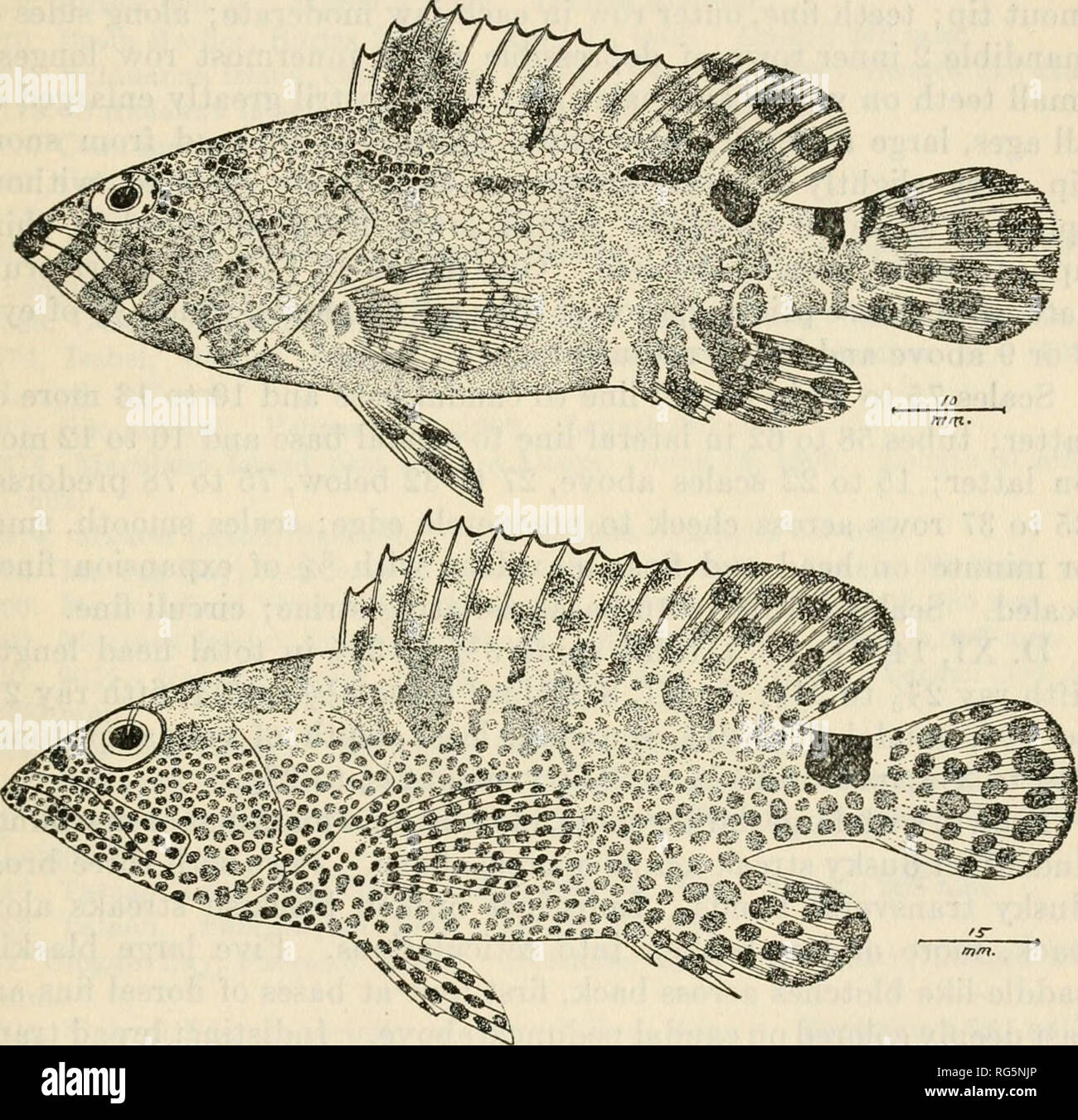 . Bulletin - United States National Museum. Science. FISHES OF THE PHILIPPINE ISLANDS AND ADJACENT SEAS 285 Bean, Proc. U. S. Nat. Mus., vol. 62, 1922, p. 28 (Cebu).—Barnard, Ann. South Afric. Mus., vol. 21, 1927, p. 485 (Natal coast, Delagoa Bay). Serranus horridus (Kuhl and Van Hasselt) Valenciennes, Hist. Nat- Poiss., vol. 2, 1828, p. 321. Java.—Fowler, Proc. Acad. Nat. Sci. Philadelphia, 1907, p. 257 (Padang material). Epinephelus horridus Fowler, Journ. Acad. Nat. Sci. Philadelphia, ser. 2, vol. 12, 1904, p. 524 (Padang). Serranus taeniocheirus Valenciennes, Hist. Nat. Poiss., vol. 6, 183 Stock Photo