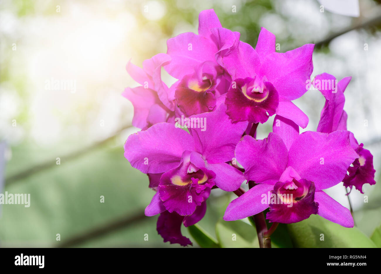 Bouquet of hybrid pink Cattleya orchid flower in garden, flower background Stock Photo