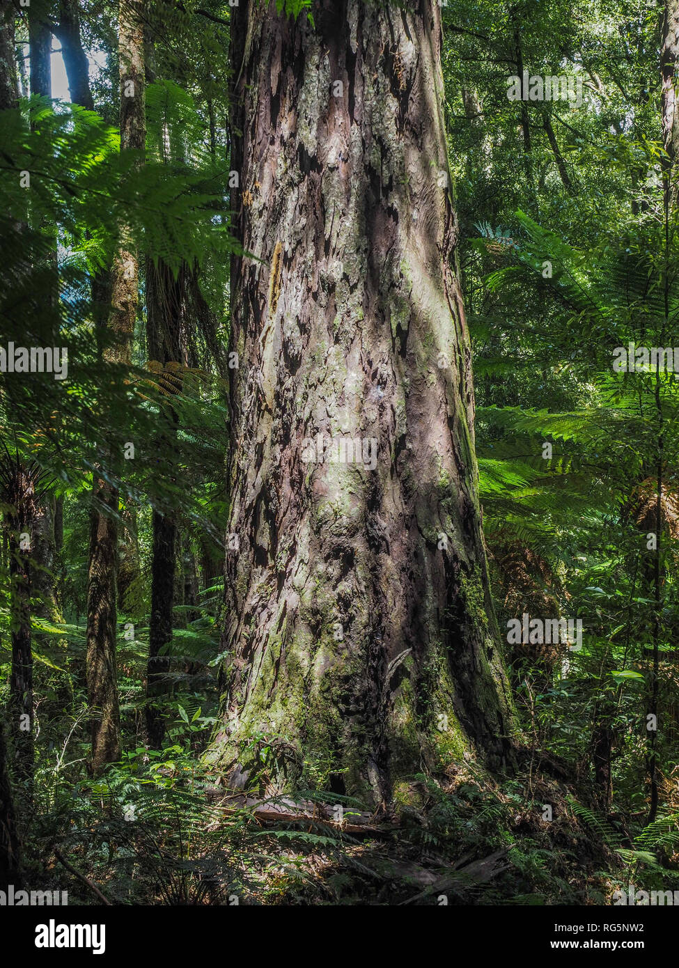 Massive trunk of rimu tree towering over tree fern and tawa understory, Whirinki Forest Park, Te Urewera, New Zealand Stock Photo