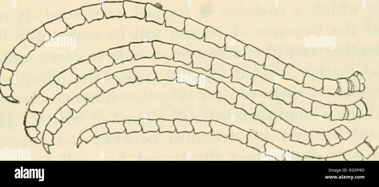 . Bulletin - United States National Museum. Science. FlO. 312.. ^^^^^^^^^^CJ^^^ F,r, -ilMW -312 Cirri from a specimen or Aniedon difida from England (camera lucida drawing by the actboe). 3.1 mRi^ROMTsPECmK/o^ MEDTERRANEA FROM NAFLES (CAMERA LUODA DRAWING BV THE AUTHOR, cirri do not diflfer much from the distal and earlier; it is possible, however, to regard the elongate marginal cirri which never assume the adult characters, such as are seen m the species oUIeliometra,Pro&gt;mchocrinus, Anthometra, Fhrometra or Solarwmetra for mstance, as tactUe organs, distantly suggesting the antennae of th Stock Photo