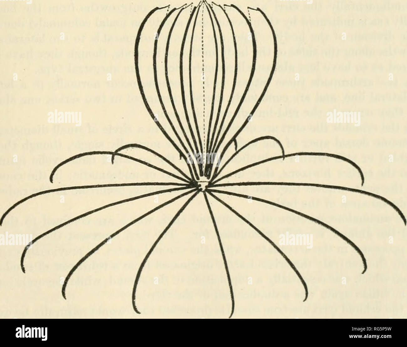 . Bulletin - United States National Museum. Science. Fig. 30S.. Fig. 309. Figs. 308-309.—30S, Dlvgram snovpiso the reuttie size and frequenct of the arms and orri in Pkntametrocrintjs VARIANS; THE CIRRI ARE NUMEROUS, VERY LONG, AND BUT SLIGHTLY CURVED, AND SERVE TO FORM A CIRCULAR MAT BY WHICH THE ANIMAL 13 SUPPORTED ON SOFT OOZE. 309, DIAGRAM SHOWING THE REHTH'E SIZE AND FREQUENCY OF THE ARMS AND CIRRI IN ASTEROUETRA MACROPODA; THE CIRRI ARE FEW, VERY LONG, STOUT, AND SPINOUS DORSALLY, ADAPTED FOR CLINGING TO A VERY ROUGH HARD SURFACE.. Please note that these images are extracted from scanned Stock Photo