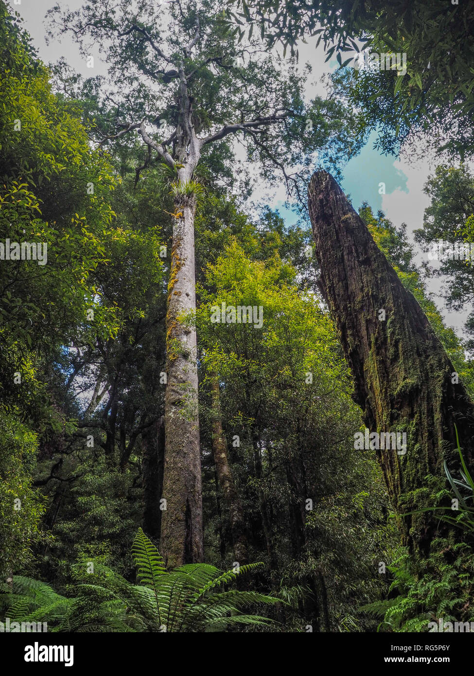 Kahikatea tree towering over tawa and tree fern understory, Whirinaki Forest Park, Te Urewera, New Zealand Stock Photo
