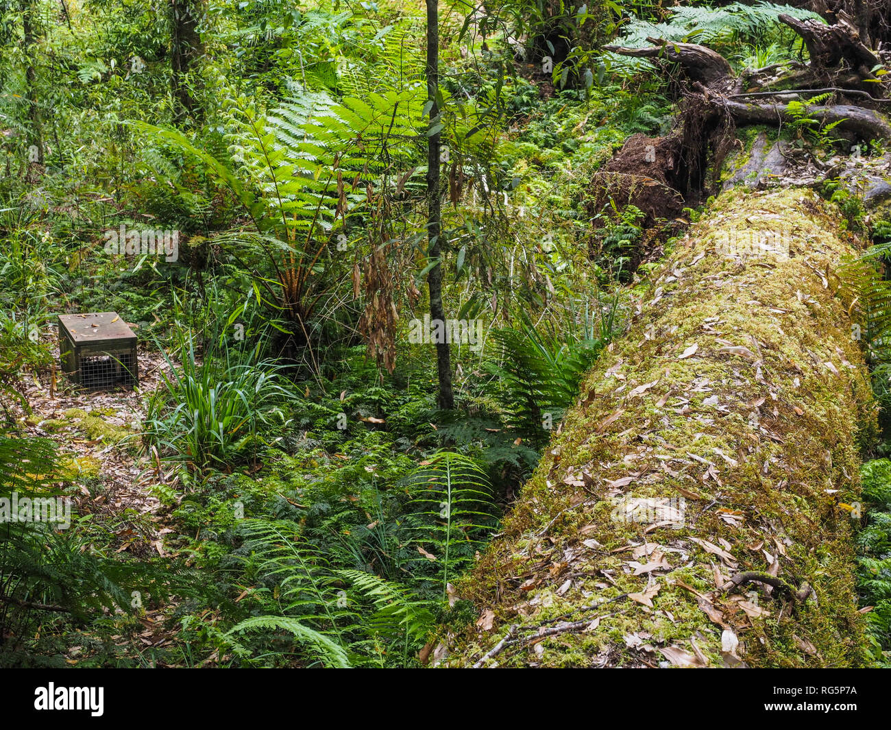 Predator control trap,  next to moss covered trunk of a windthrown podocarp tree, Whirinki Forest Park, Te Urewera, New Zealand Stock Photo