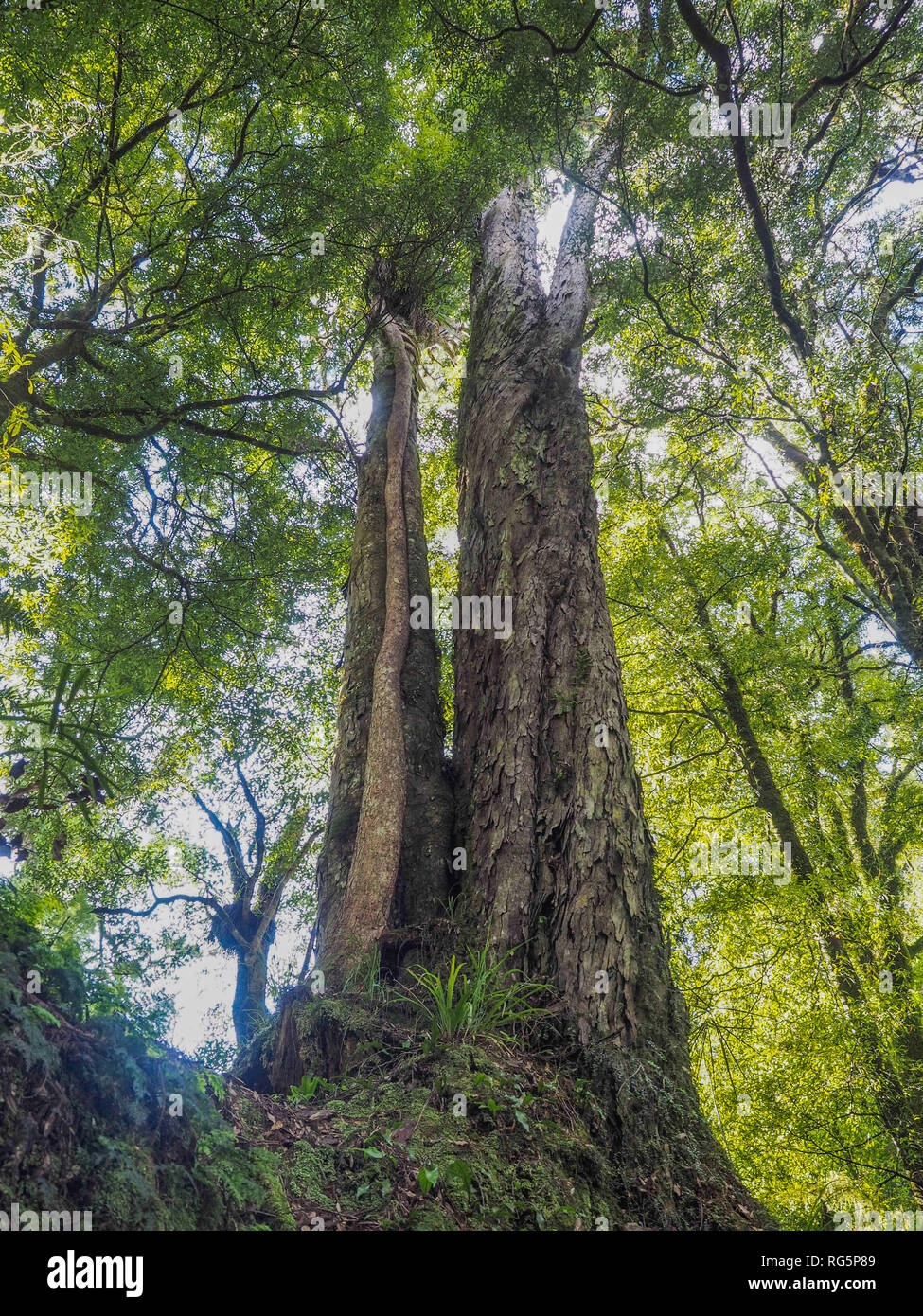 Northern Rata tree vine growing down trunk  of rimu tree, Whirinaki Forest Park, Te Urewera, North Island, New Zealand Stock Photo
