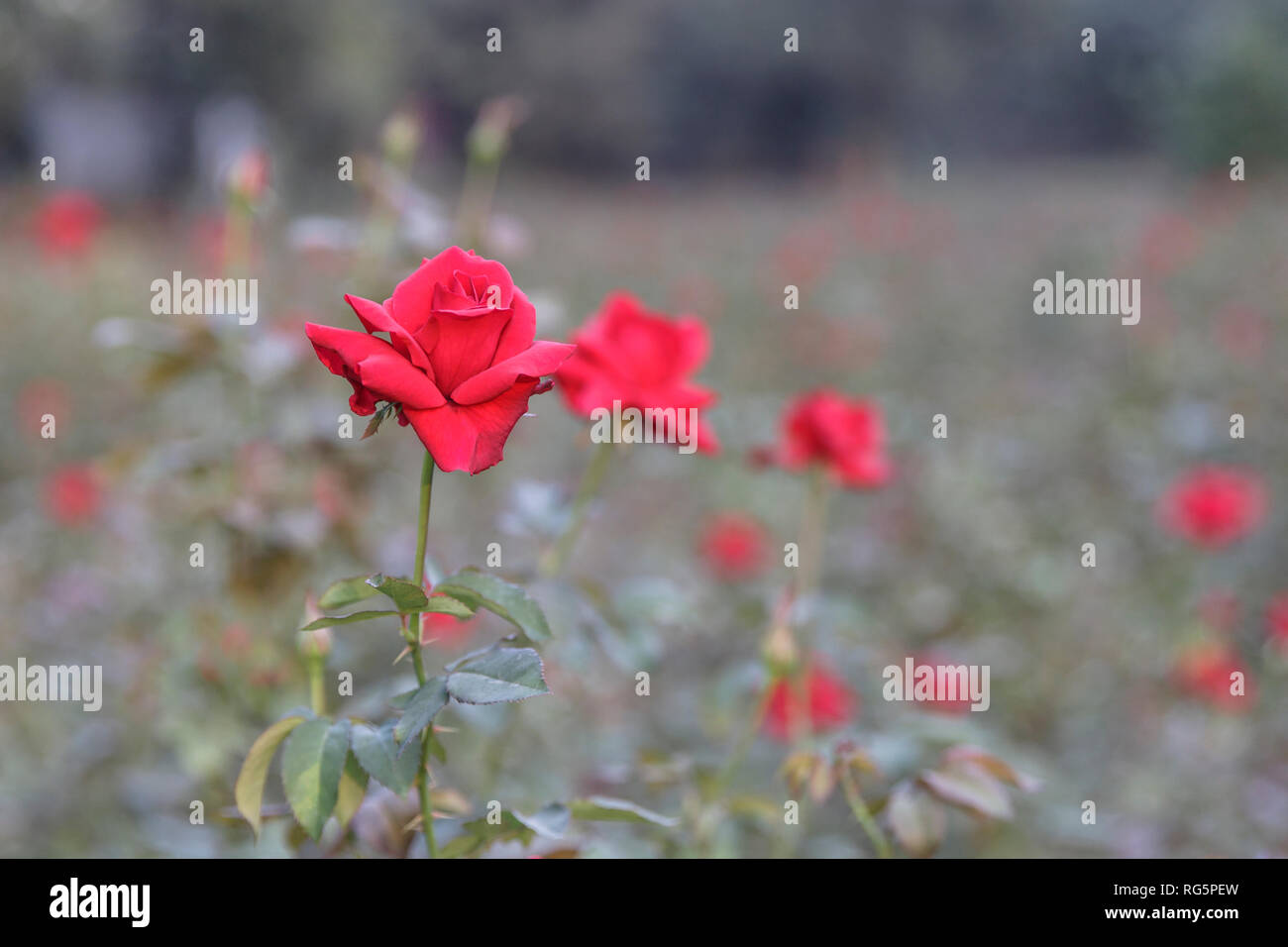 Agriculture art Stock Photo