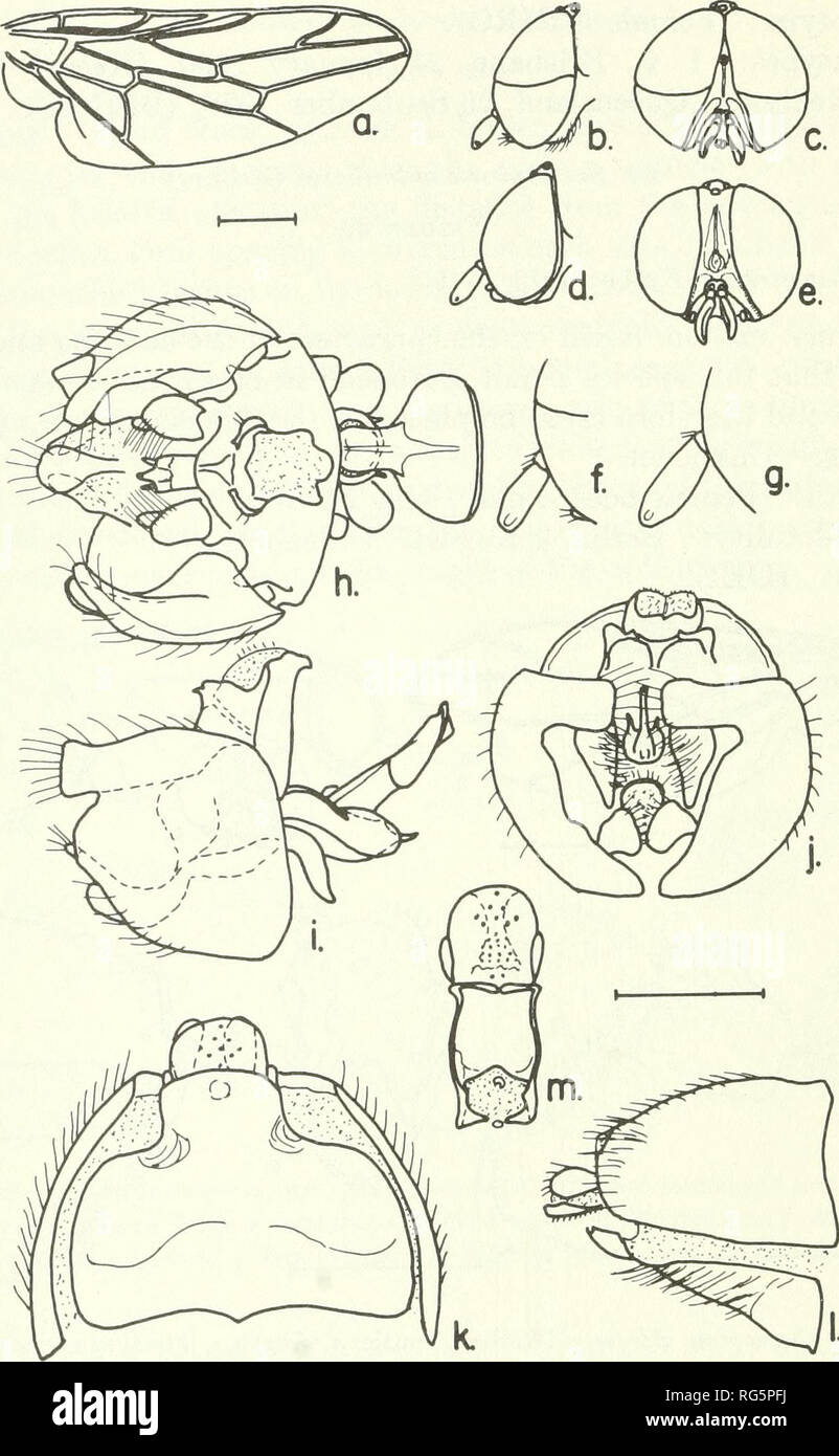. Bulletin - United States National Museum. Science. 84 U.S. NATIONAL MUSEUM BULLETIN 277. Figure SO.—Scenopinus opacus deMeijere, male, female: a, wing; b, c, lateral and frontal aspects of male head; d, e, lateral and frontal aspects of female head;/, g, enlarged details of male and female antennae; h-j, ventral, lateral and posterior aspects of male terminalia; k, ventral aspect of female 8th sternum; /, lateral aspect of female 8th and 9th segments; m, female 9th sternum and bursa. and orange-brown to yellow tarsi; wings brown; see figure for details. Length: Male body 3.5 mm., wing 2.7 mm Stock Photo