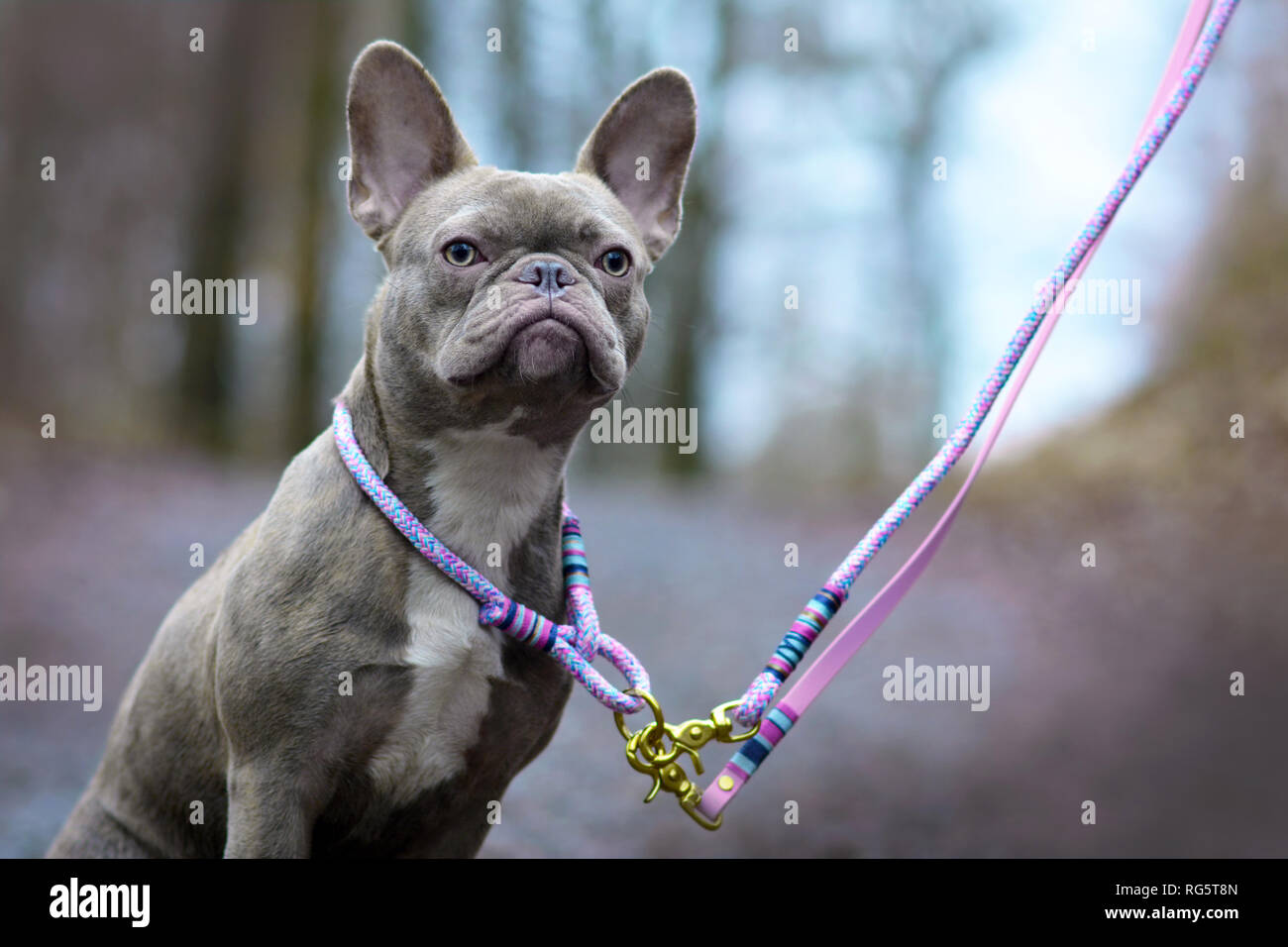 Lilac brindle female French Bulldog dog with light amber eyes wearing a