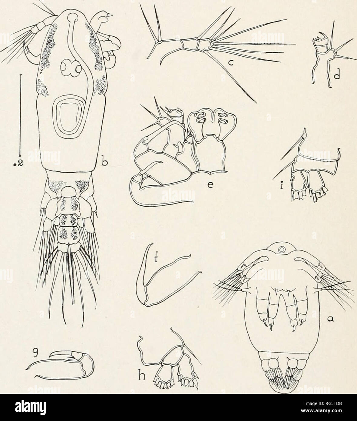 . Bulletin - United States National Museum. Science. U. S. NATIONAL MUSEUM BULLETIN 158 PLATE 41. Paeon elongatus. New Species: Development stages a, Newly hatched metanaupHus, ventral; 6, copepodid stage, dorsal; c, first antenna; d, second antenna; e, mouth parts, ventral; /, second maxilla; g, maxilliped; h, first leg; ;', second leg.. Please note that these images are extracted from scanned page images that may have been digitally enhanced for readability - coloration and appearance of these illustrations may not perfectly resemble the original work.. United States National Museum; Smithso Stock Photo