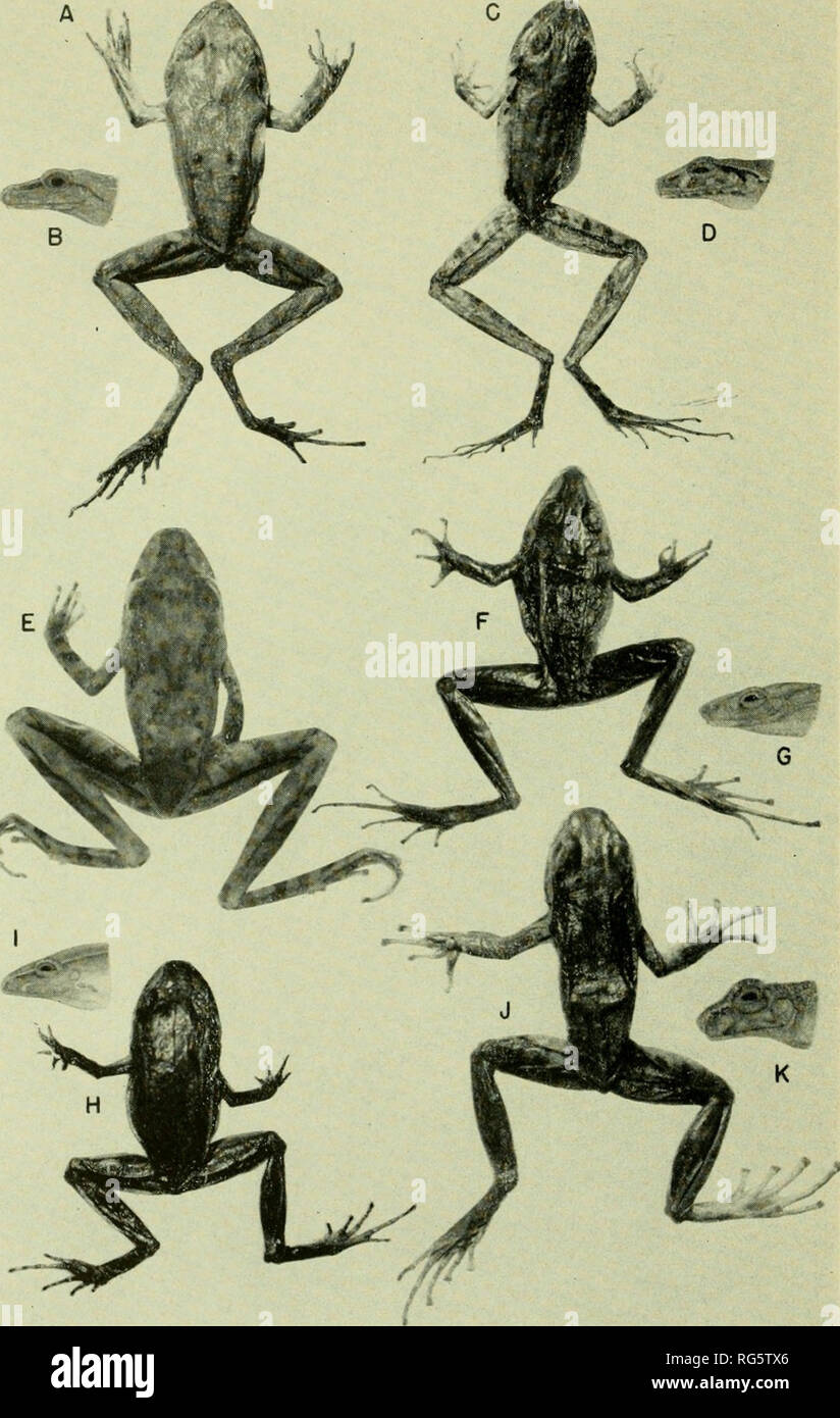 . Bulletin - United States National Museum. Science. U S. NATIONAL MUSEUM BULLETIN 206 PLATE 24. Eleutherodactylus binotatus (USNM 97403, X %): a, dorsum; b, profile. E. guentheri (USNM 97404, X Vb): c, dorsum; d, profile). E. guentheri (NHMW 1874, type): e, dorsum. E. nasutus (USNM 96469, cotype, X %): f, dorsum; g, profile. E. parvus (USNM 96807, X !%)• H, dorsum; i, profile. Elosia nasus CUSNM 96258, X 1): r, dorsum; k. profile.. Please note that these images are extracted from scanned page images that may have been digitally enhanced for readability - coloration and appearance of these ill Stock Photo
