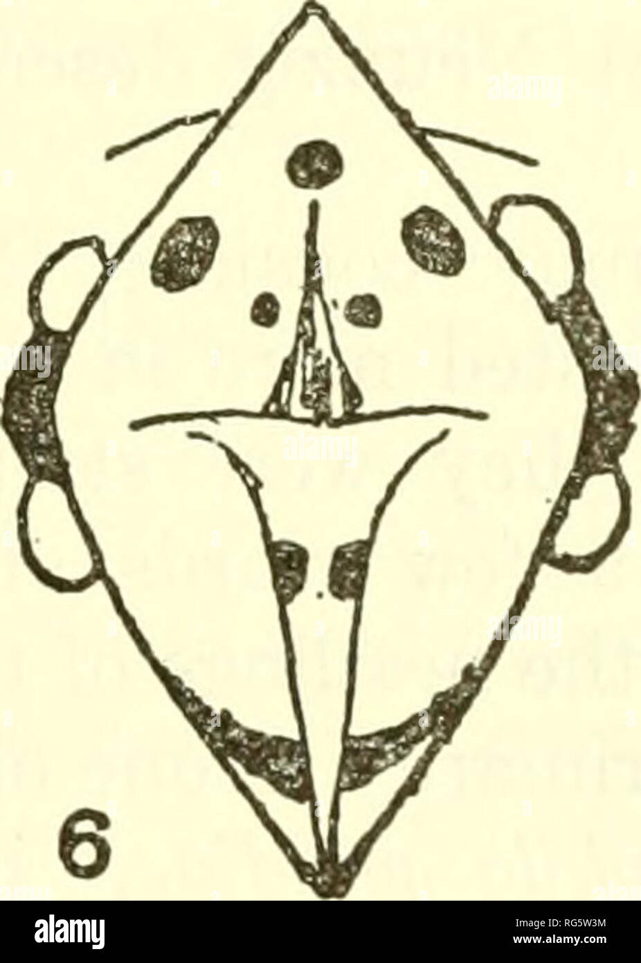 . Bulletin - United States National Museum. Science. Figure 1.—Similarity of mouth markings of viduines and their hosts (after R. Neunzig, 1929b, figs. 1-6): 1, Estrilda astrild and Vidua macroura; 2, Granatina ianthinogaster and V. fischeri; 3, Estrilda erythronotos delanurei and V. hypocherina; 4, Pytilia melba and Steganura faradisaea; 5, Lagonosticla senegala; 6, V. chalybeata. In Vidua regia the pattern remains undescribed as yet, a gap that could be filled by careful observation in Southern Rhodesia or Bechu- analand or the western Transvaal. Because this species is supposed to parasitiz Stock Photo