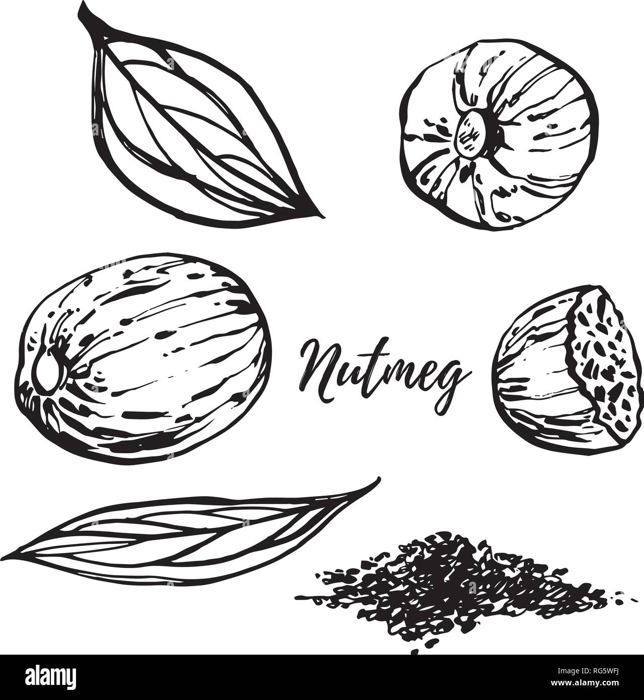 Nutmeg and leaves vector hand drawn illustration. Ink sketch of nuts