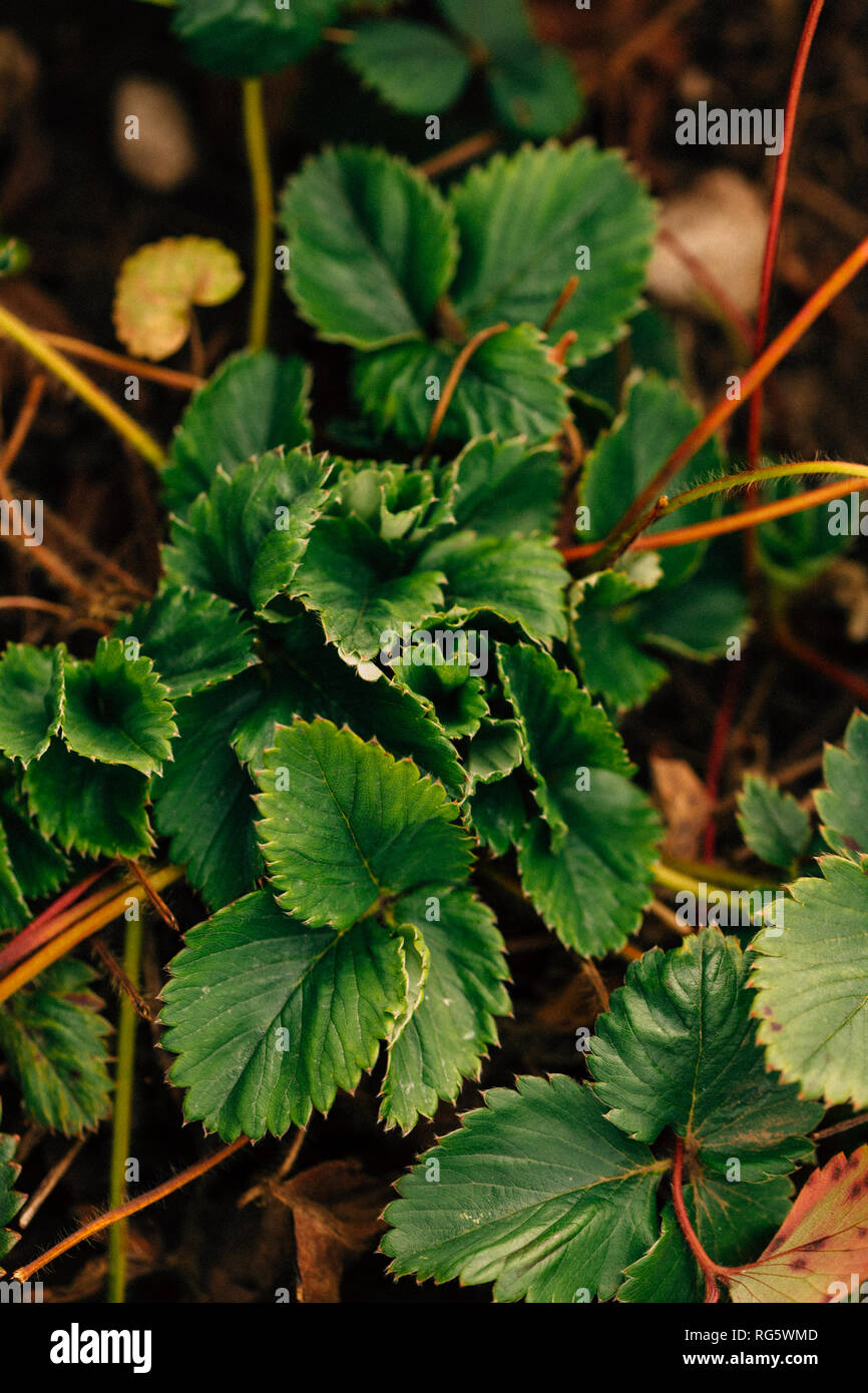 Strawberry bush growing on a garden bed Stock Photo - Alamy