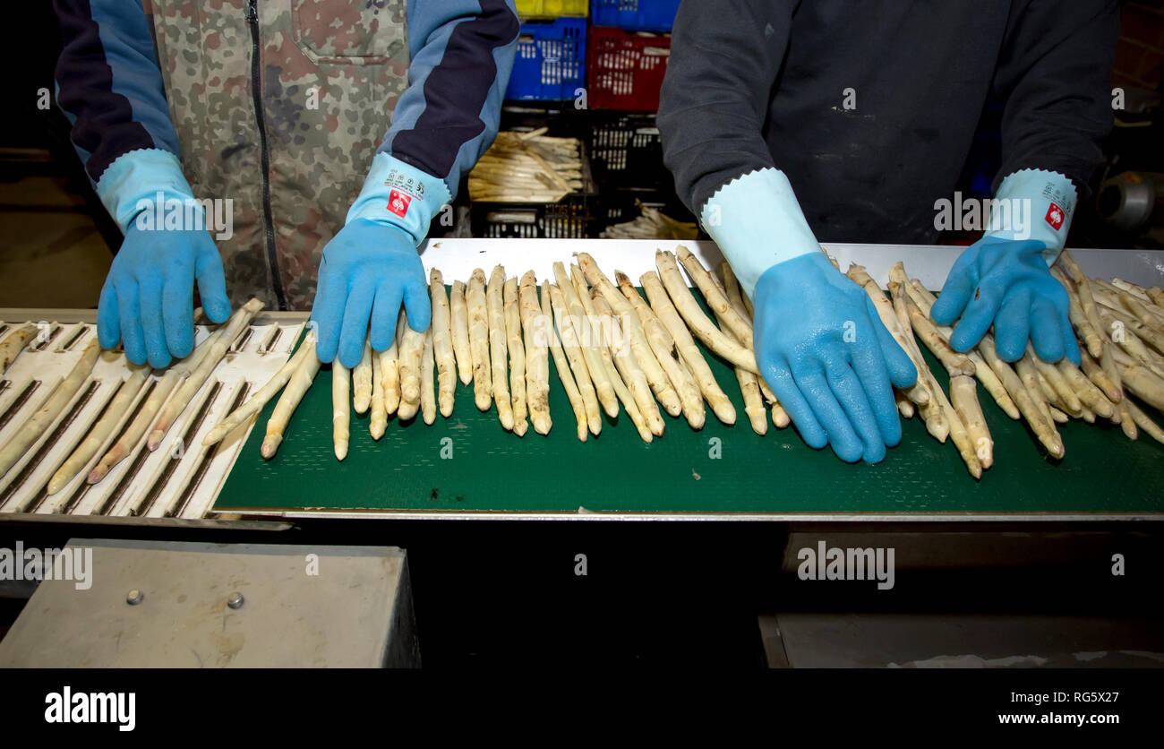 asparagus harvest, seasonal workers wash and sort asparagus, asparagus yard Schulte-Scherlebeck, Spargelernte, Saisonarbeiter waschen und sortieren Sp Stock Photo