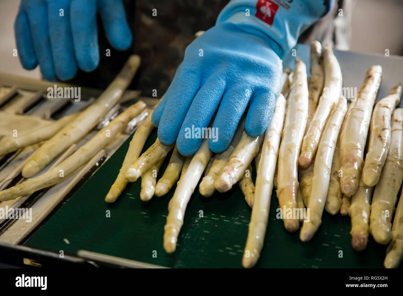 asparagus harvest, seasonal workers wash and sort asparagus, asparagus yard Schulte-Scherlebeck, Spargelernte, Saisonarbeiter waschen und sortieren Sp Stock Photo