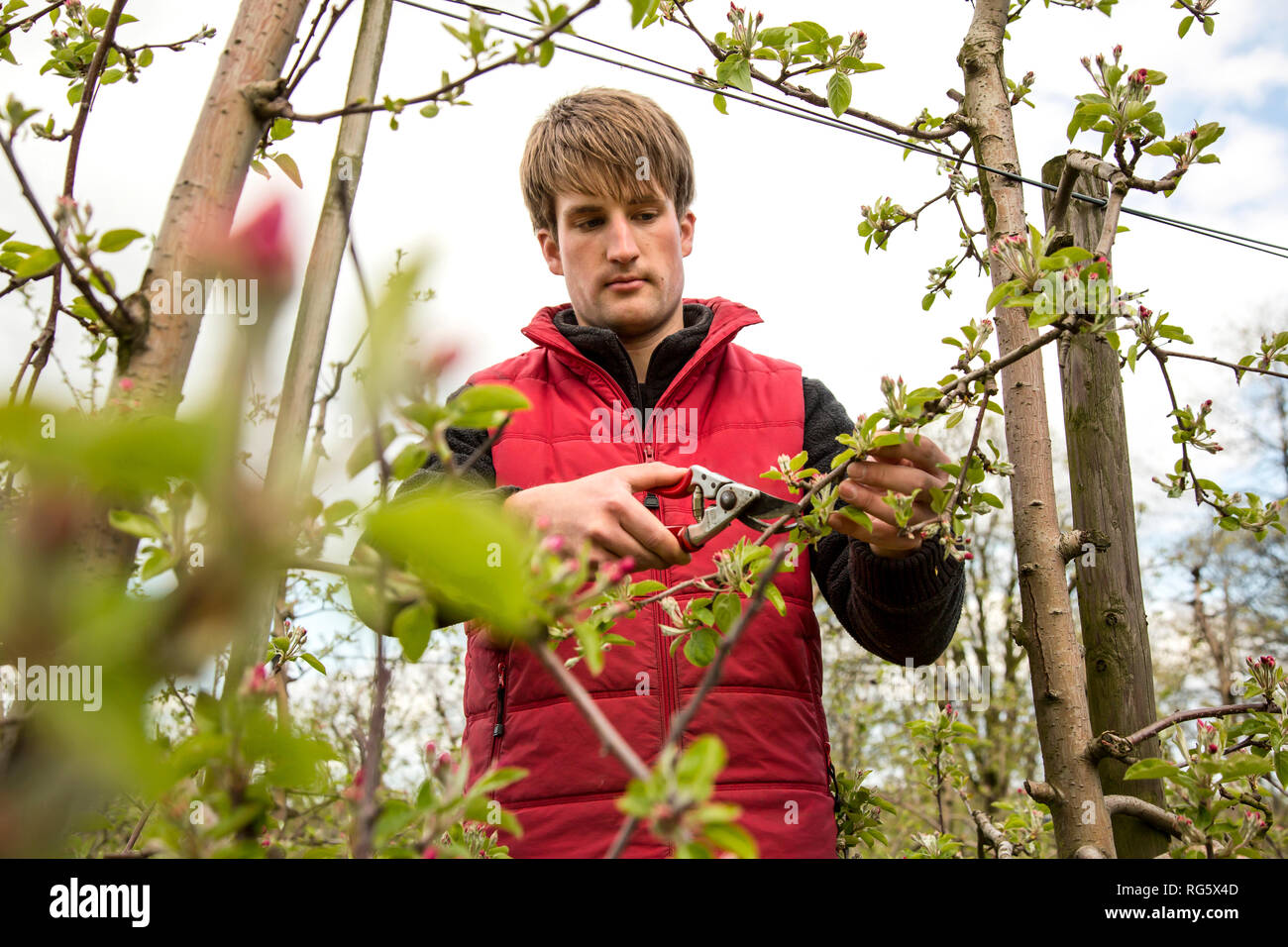 Apprentice in orchard prunes apple trees, Schumacher orchard, Auszubildender im Obstbau beschneidet ApfelbŠume, Obstbaubetrieb Schumacher Stock Photo