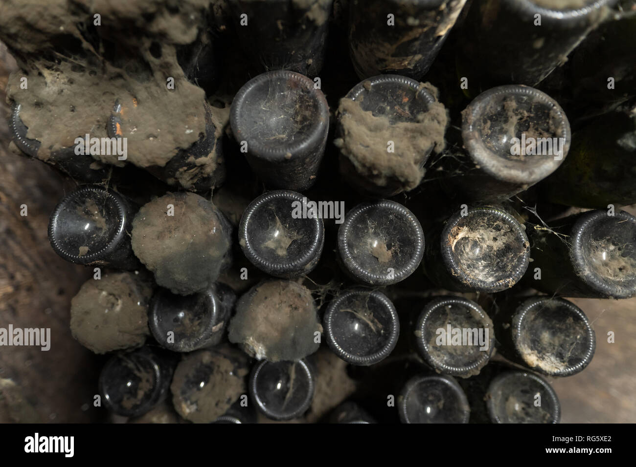 Mold, cobweb and dust on vintage wine bottles in an underground cellar Stock Photo