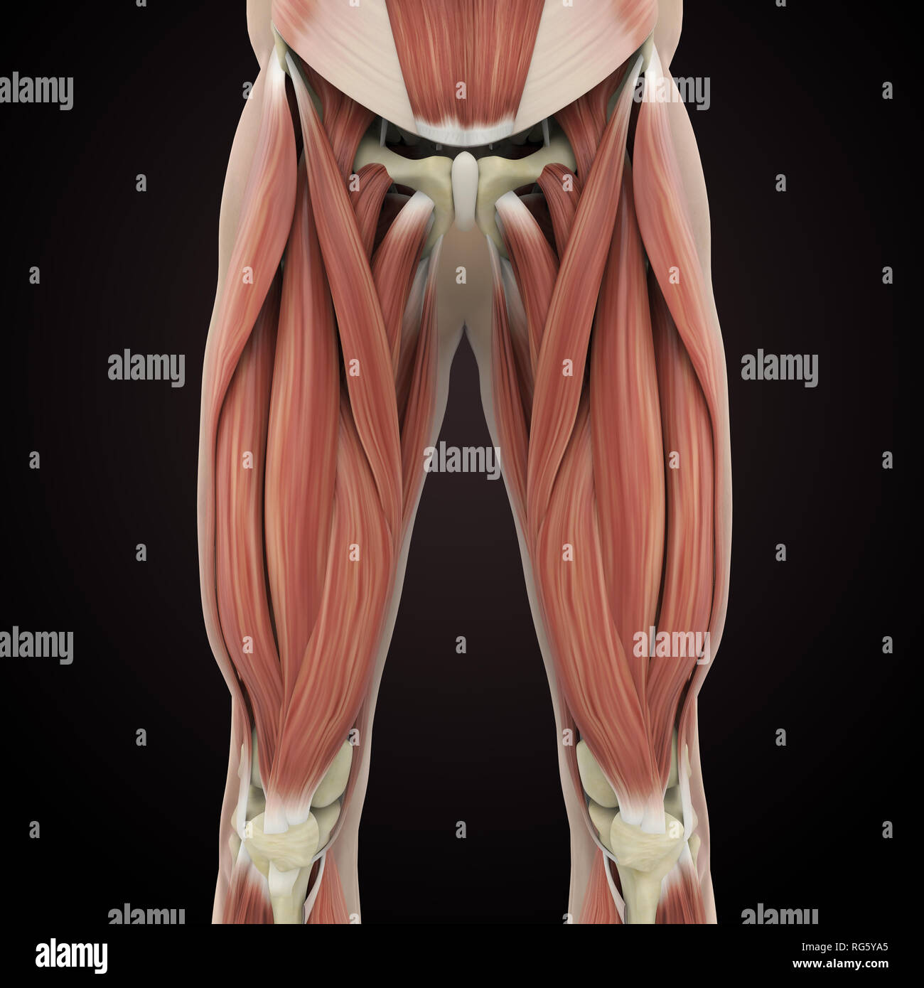 Upper Legs Muscles Anatomy Stock Photo