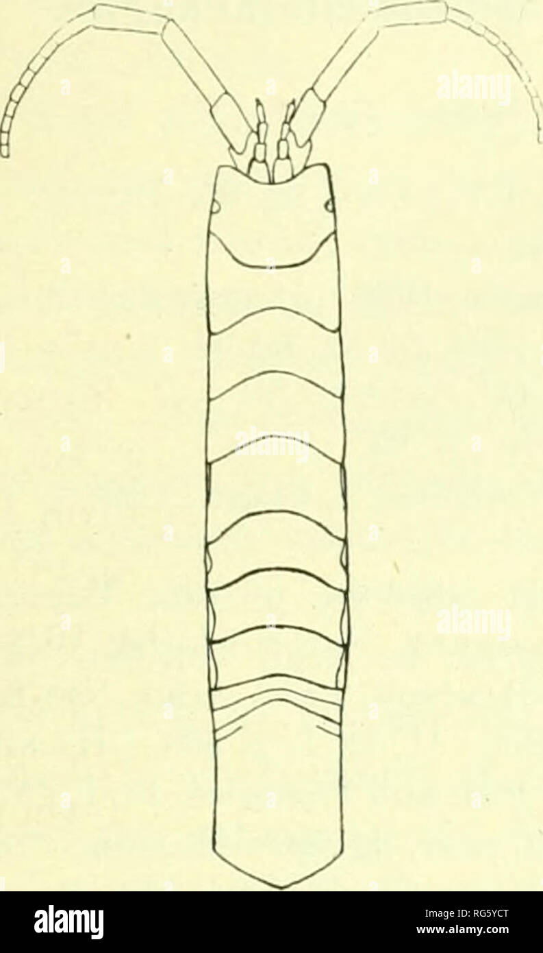 . Bulletin - United States National Museum. Science. ISOPODS OF NORTH AMERICA. 301 Body narrow, linear, rtliforni, at)()ut four times lonj^er than wide, 4 mm.: IT mm.; leiitli of abdomen about one-third that of entire length of l)ody, G nun.: IT nun. Head wider than long, with anterior margin .slightly excavate. Anterior portion of head hut slightly wider than posterior portion.. Please note that these images are extracted from scanned page images that may have been digitally enhanced for readability - coloration and appearance of these illustrations may not perfectly resemble the original wor Stock Photo
