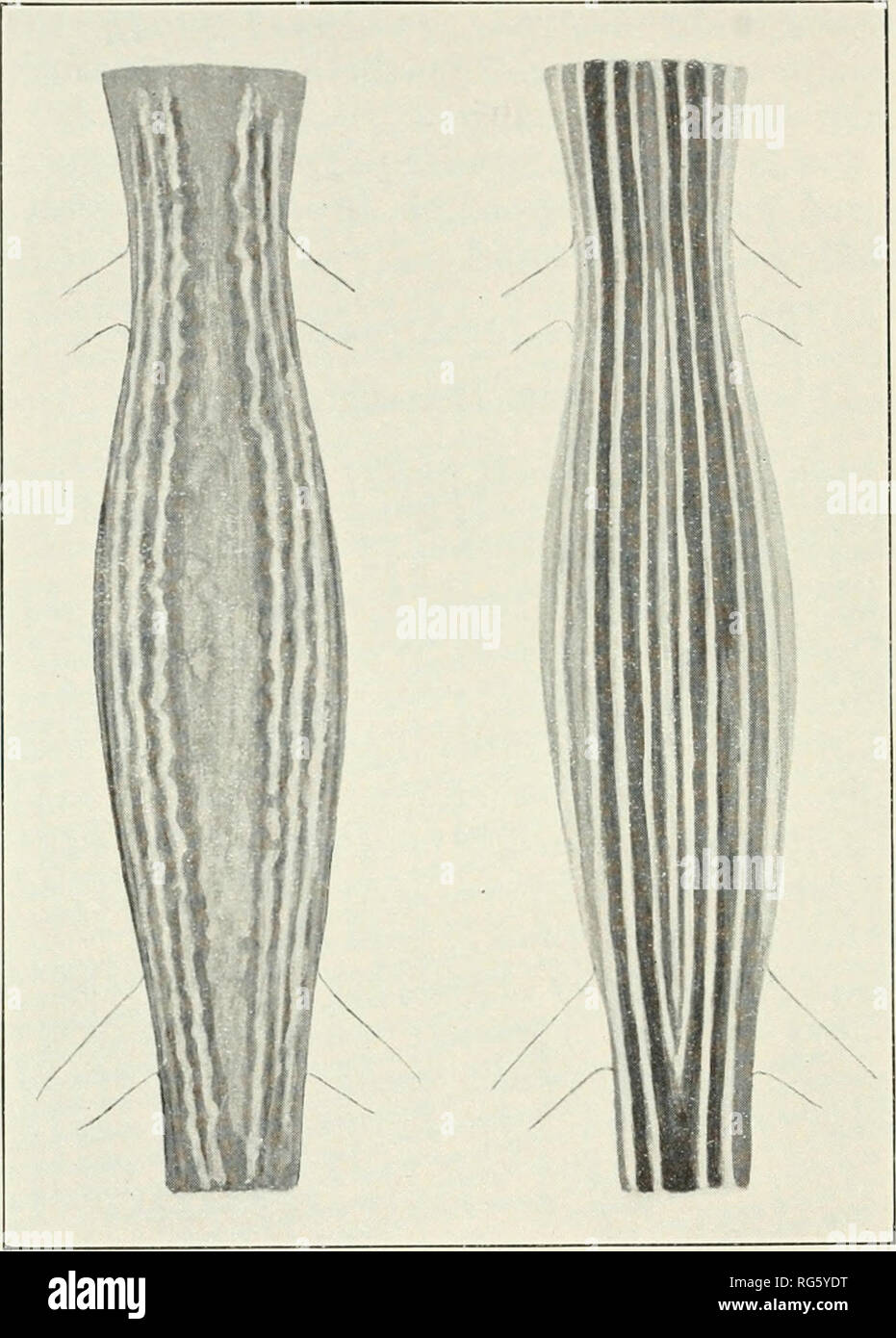 . Bulletin - United States National Museum. Science. 64 BULLETIN ]5 4, UNITED STATES NATIONAL MUSEUM antebrachials at a point of contact; postantebracliium covered with small or slightly enlarged grannies; feniorals G-10; tibials 2-4; femoral pores 15-19; tail elongate tapering; candals moderate, lateran and dorsal keels weak, and more or less irregularly arranged.. FiGUUE 14. COMPAKISON OF TYPICAL COLOU rATTEUN OF CXEillDO- phorus deppi cozumelcs (leb't) and c, deppii deppii (right). Note the wider middorsal band and wavy lateral stripes i. cozu.melus Coloration distinctive; lower surfaces w Stock Photo