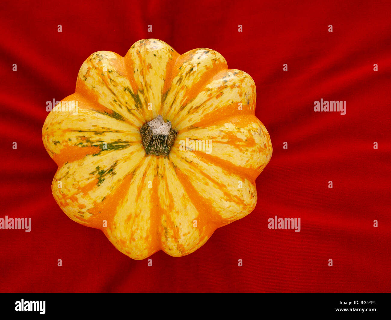 Ornamental squash, pumpkin on red velvet cushion background, natural radiating lines for background. Stock Photo