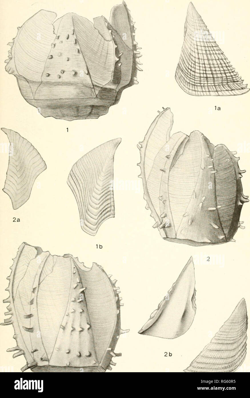 . Bulletin - United States National Museum. Science. U. S. NATIONAL MUSEUM BULLETIN 93 PL. 57. 2C ACASTA CYATHUS. For explanation of figures see page 353.. Please note that these images are extracted from scanned page images that may have been digitally enhanced for readability - coloration and appearance of these illustrations may not perfectly resemble the original work.. United States National Museum; Smithsonian Institution; United States. Dept. of the Interior. Washington : Smithsonian Institution Press, [etc. ]; for sale by the Supt. of Docs. , U. S. Govt Print. Off. Stock Photo