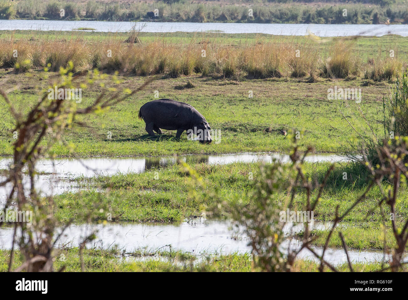 Hippo out of the water, munching grass on the Kavango floodplaiin in Bwabwata National Park. Stock Photo
