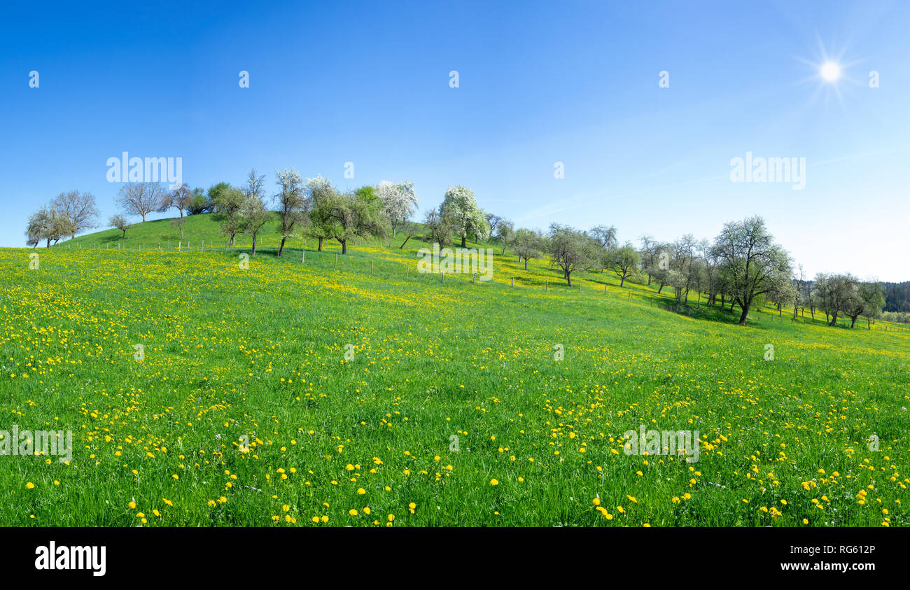 Sunny flower meadow with dandelion at a hill Stock Photo