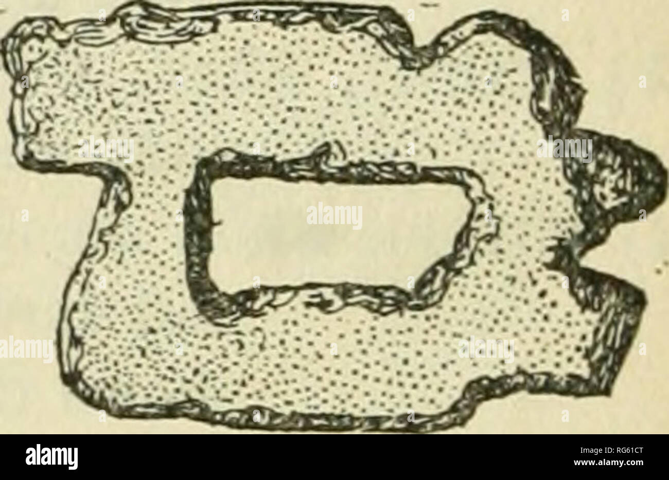 . Bulletin - United States National Museum. Science. Sometimes pottery was worked as stone. This piece (fig. 47) is remarkable for the amount of labor which has been expended in drill- ing, grinding, and finishing a fragment of pottery to produce a result requiring some ingenuity to interpret. It is a good example, however, of the working of pottery in the manner of stone, examples of which, usually quite simple, are observed in the spindle whorls, scrapers, and disks found with com- parative frequency in the ruins in the Pueblo region. The carving appears to represent an animal or perhaps two Stock Photo